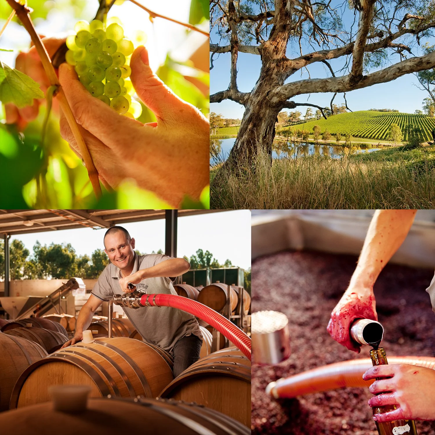 wine-making-cellr-door-harvest-vineyard-photography-restaurant-adelaide-commercial-photographer-eyefood