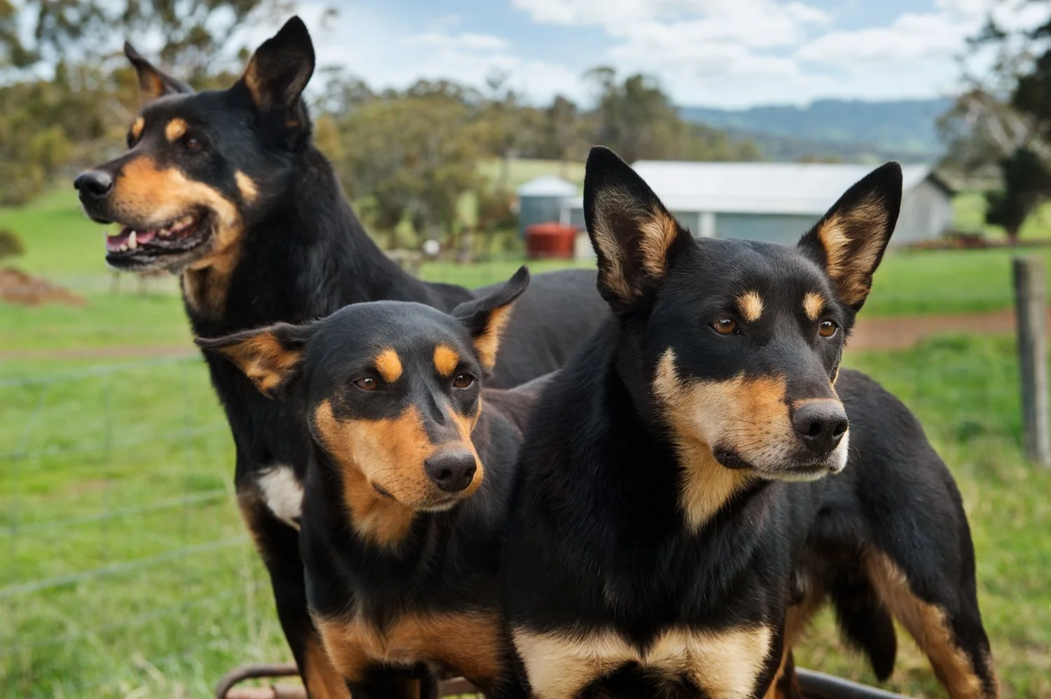 adelaide-hillls-photographer-eyefood-three-farm-dogs.jpg