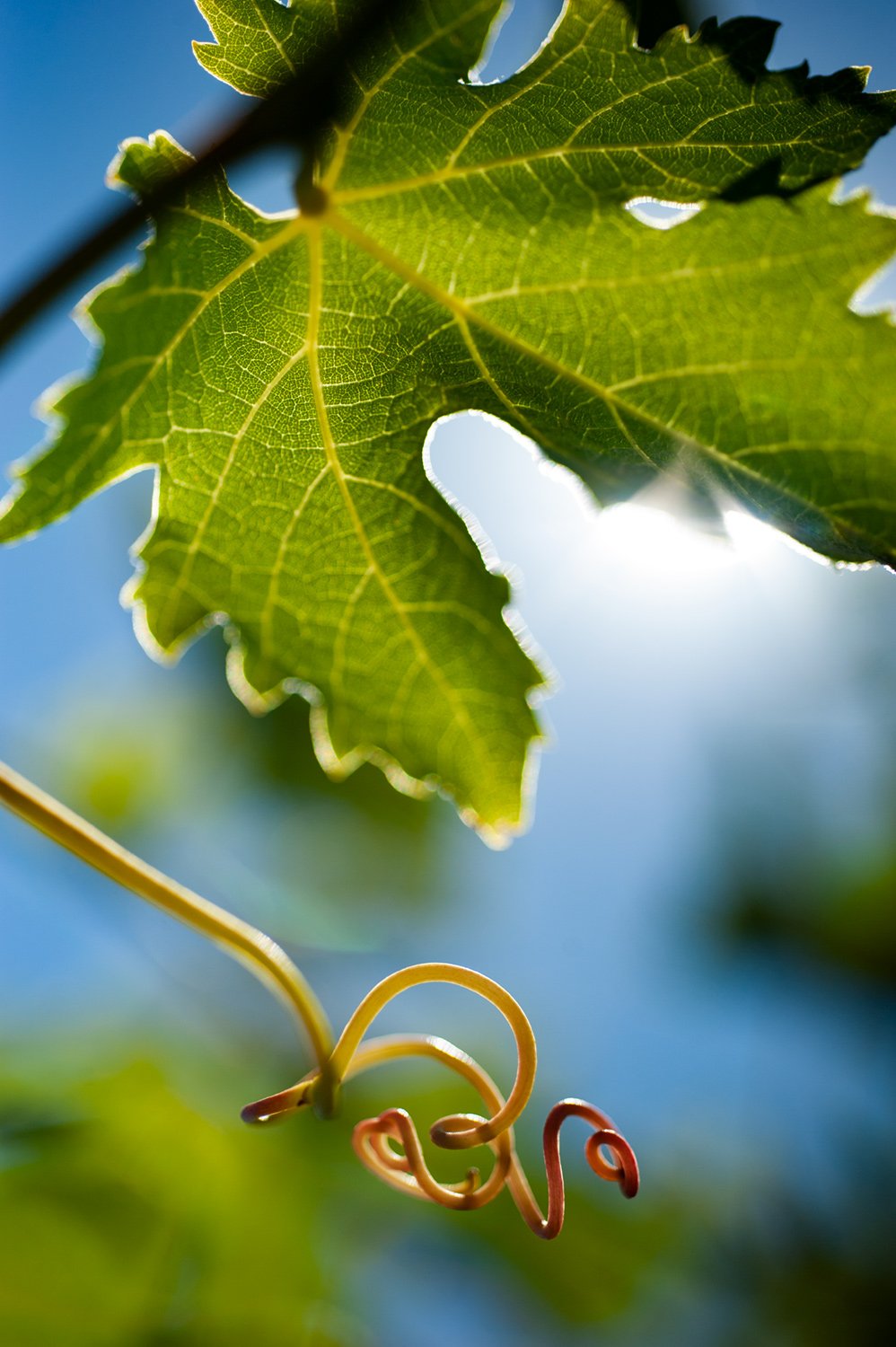 wine-making-cellar-door-harvest-vineyard-photography-adelaide-commercial-photographer-eyefood