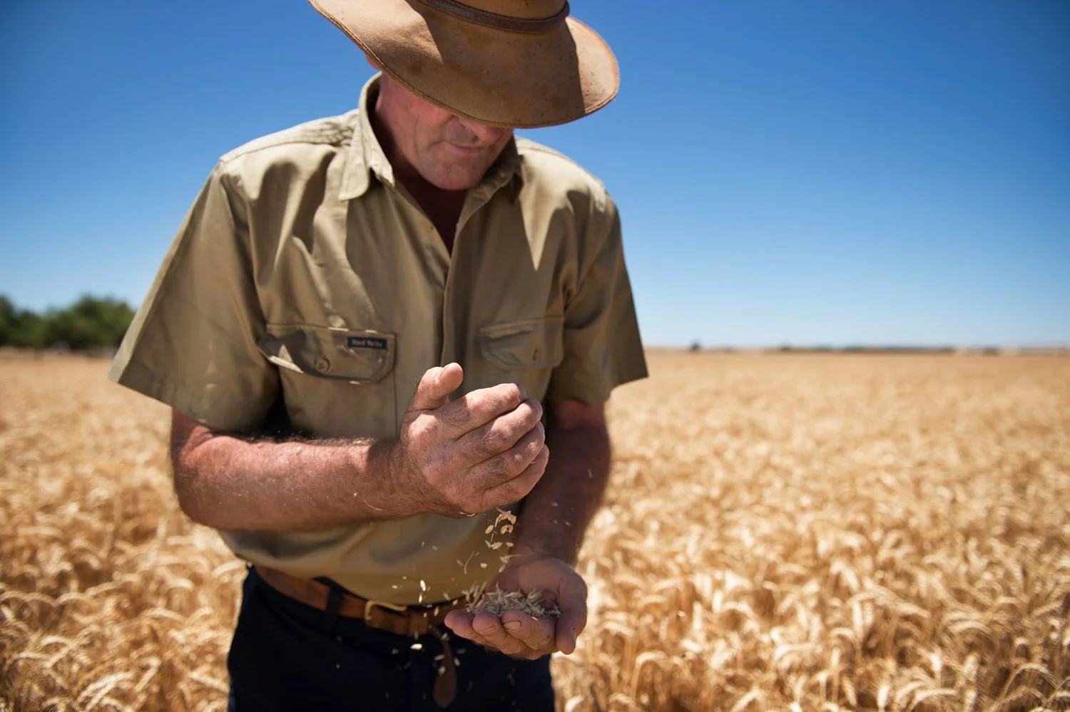 adelaide-hillls-photographer-eyefood-farmer-in-wheat-feild.jpg