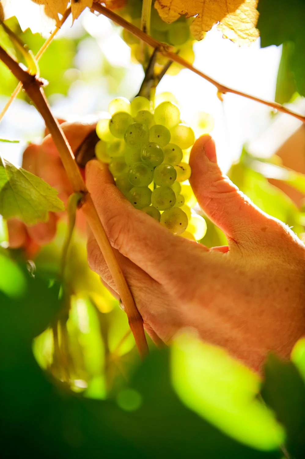 adelaide-hillls-commercial-photographer-eyefood-Goldings-grape-picking.jpg