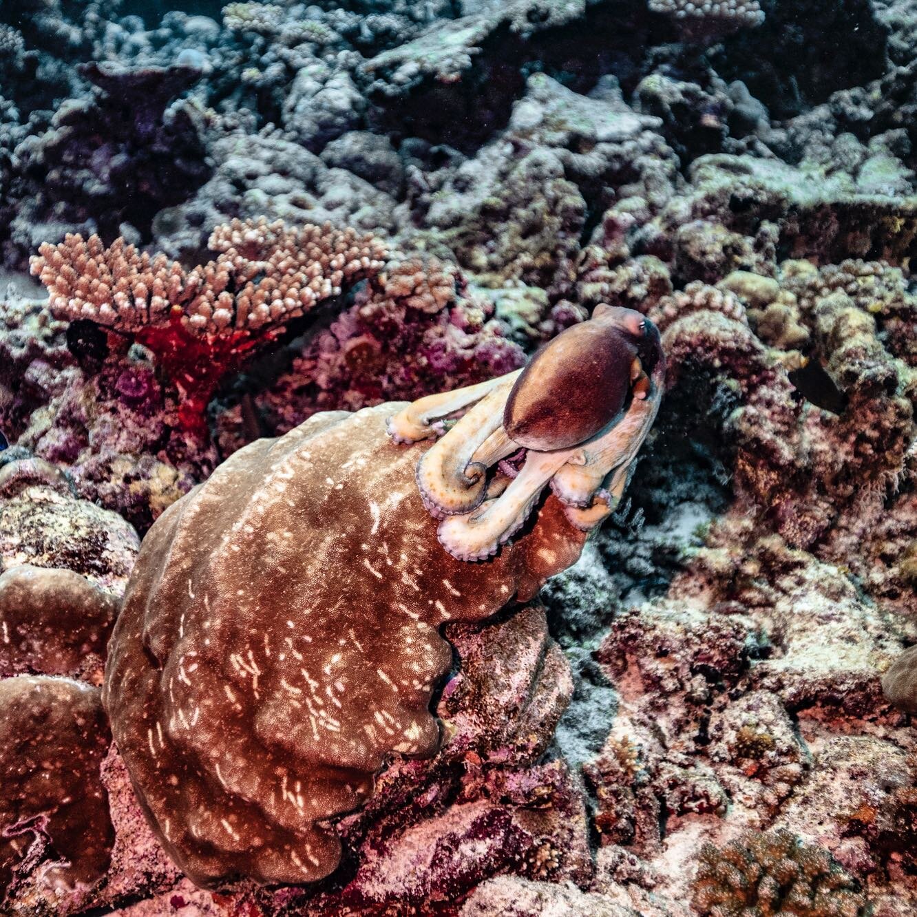 Okay this was the first time I have ever gotten to hang out with an octopus 🐙 Watch it argue with its Neighbor over a hole and hop over the coral working it&rsquo;s camouflage magic. I have many snaps but this just about to take a hop pose just hits