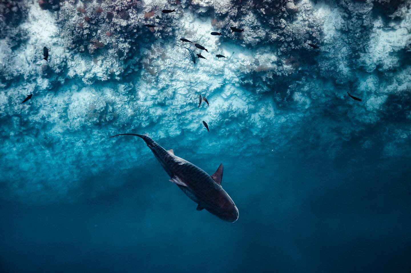 This beautiful big tiger shark was hanging about when we first jumped in at Fuvahmulah. Fuvahmulah is known for its 240 resident tiger sharks, originally attracted to the island for its fish factory&rsquo;s dumping ground (which has largely been take