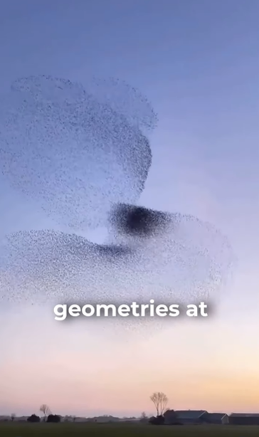 Murmuration: a beautiful word