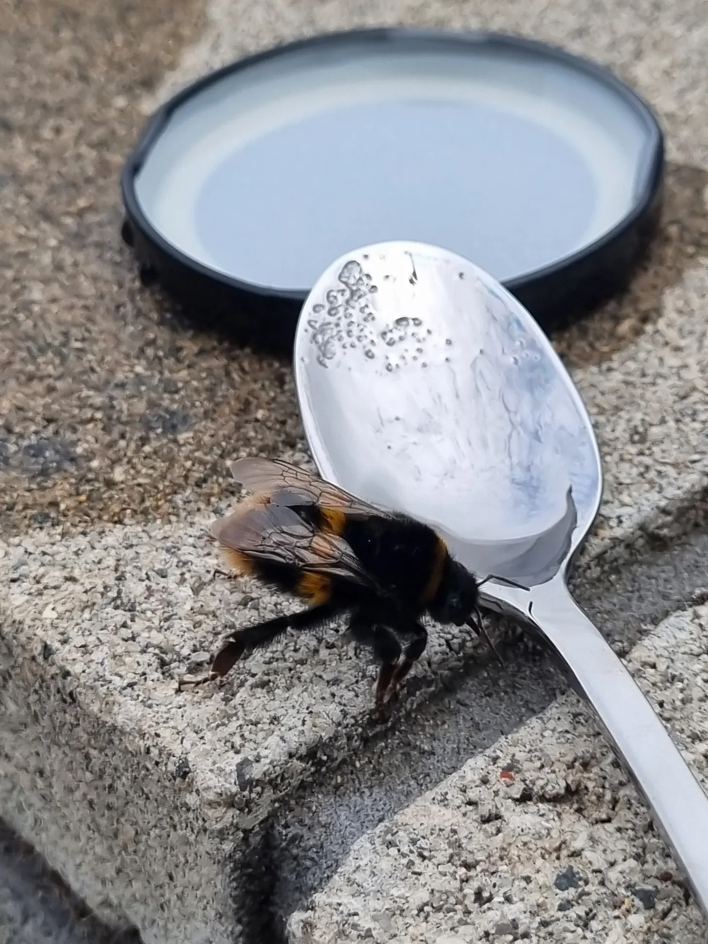How to try to save a tired life - in this case, a bumblebee’s