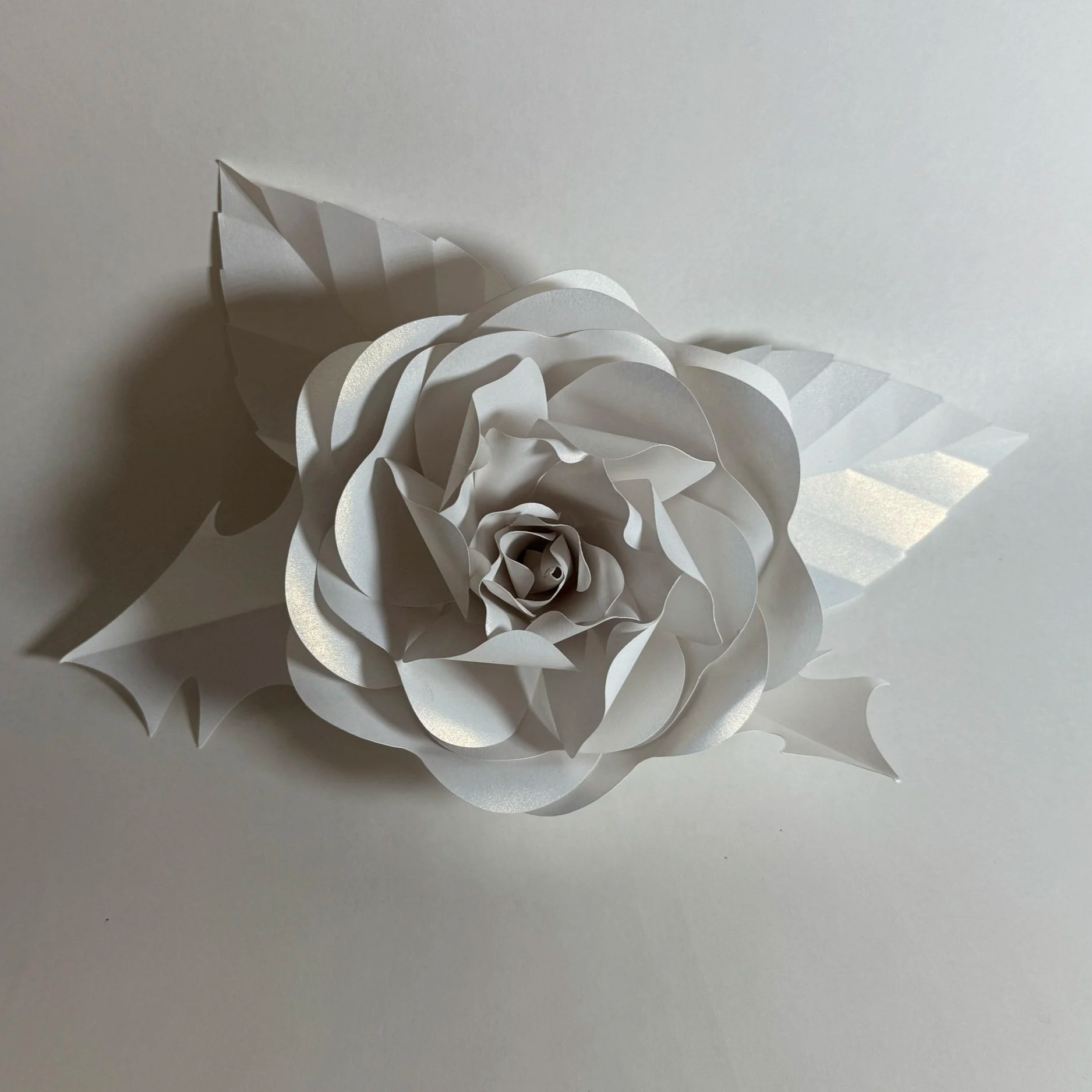 IMG_5533.png (Copy)
