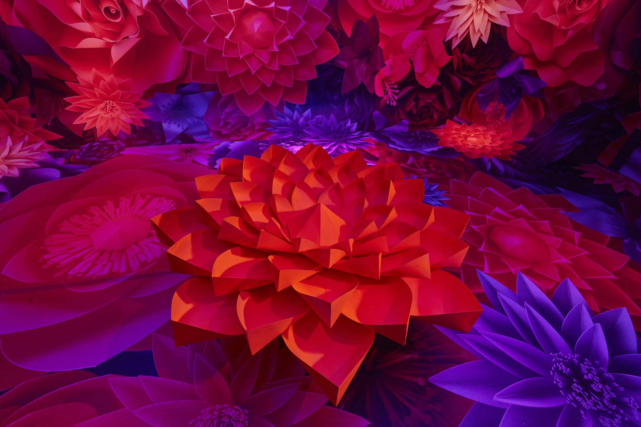 Zoe-bradley-galeria-melissa-paper-art-dahlia-wallpaper-neon-garden.jpg