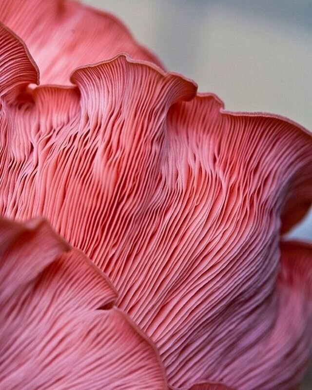 Today's mood: unapologetically pink 💘🌸💕🎀💞💖