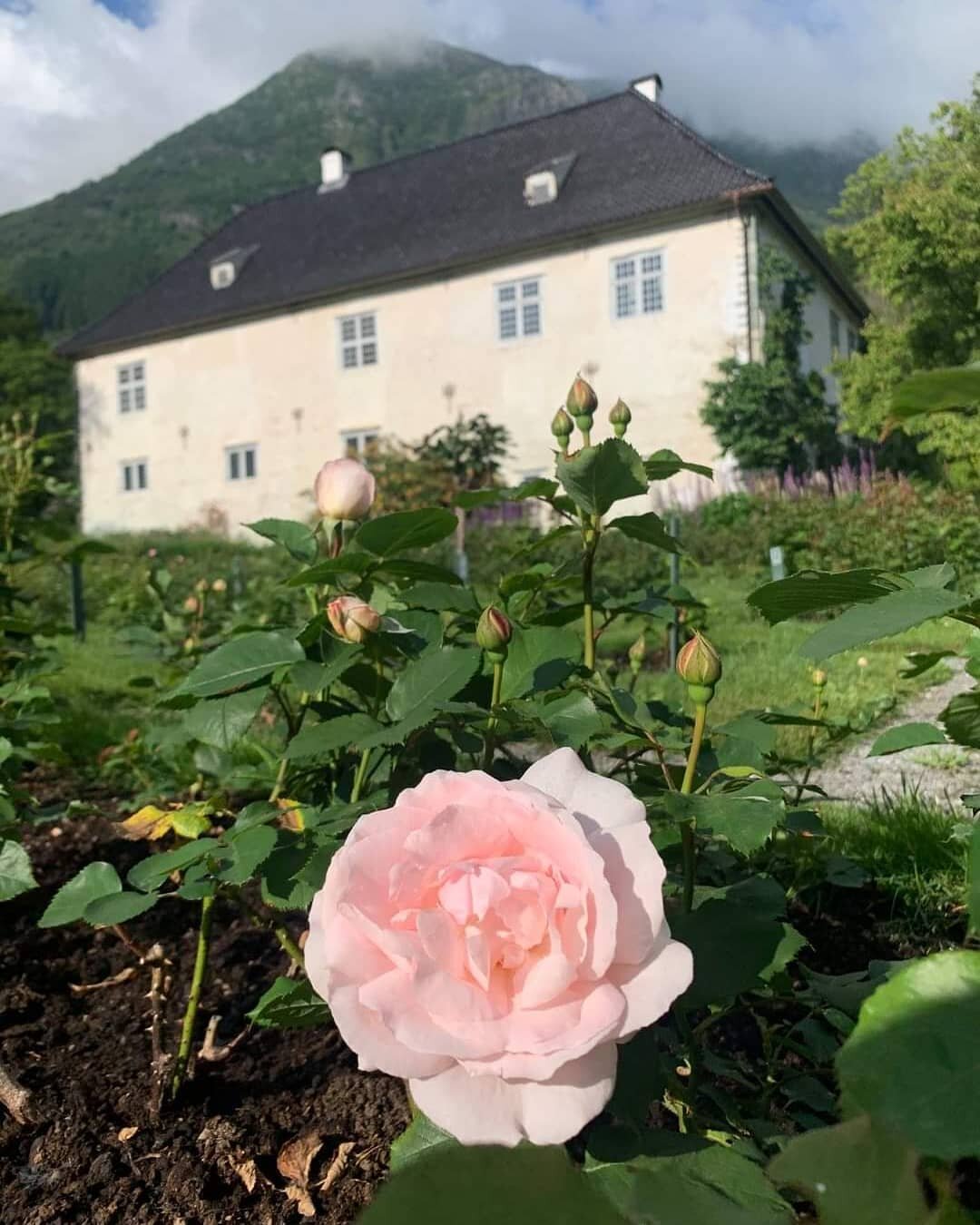 N&aring; blomstrer rosene s&aring; vakkert i rosehagen @baronietrosendal
📷 @celinejessen
*
*
#baronietrosendal #rosendal #visitrosendal #norge #norway #hardanger #fjordnorway #visitnorway #bestofnorway #norging #nortrip #opplevvestlandet #opplevnorg