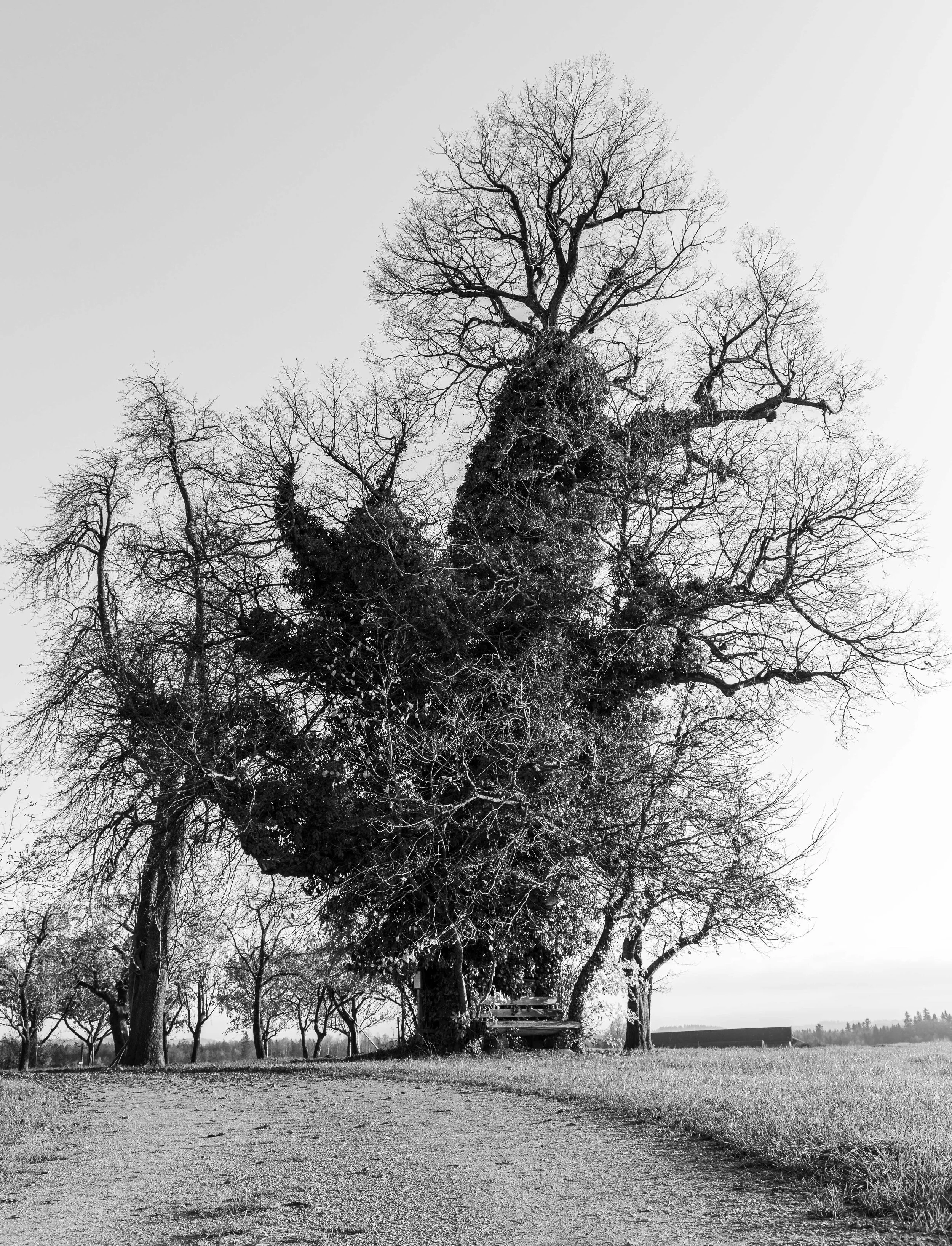 Die 500 - 600 Jahre alte Linde von Kammerloh