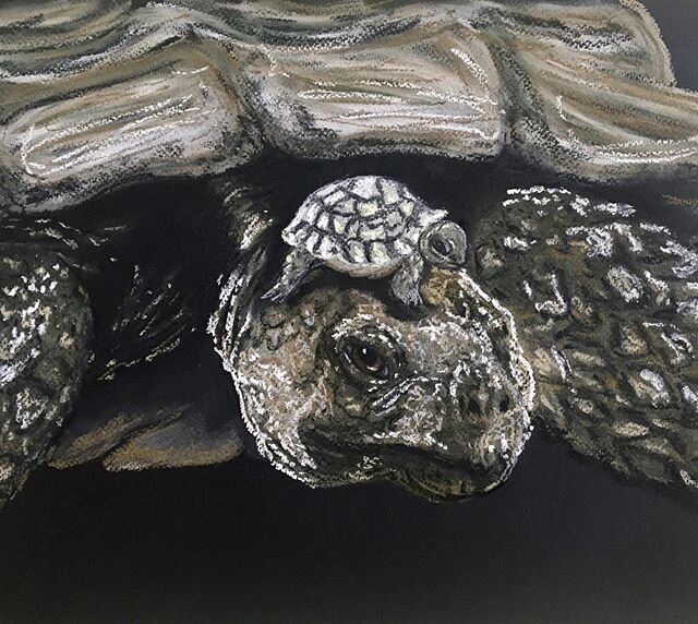 ☄️new commission ☄️🐢
.
@sennelier Soft pastels on @fabriano1264 A3 paper .
.
.
#turtle 
#softpastels #sennelier #portrait  #animalportrait #onfabrianopaper #animaldrawing 
#drawing #painting #illustration
#tortue .
#underratedartistts #creativeartis