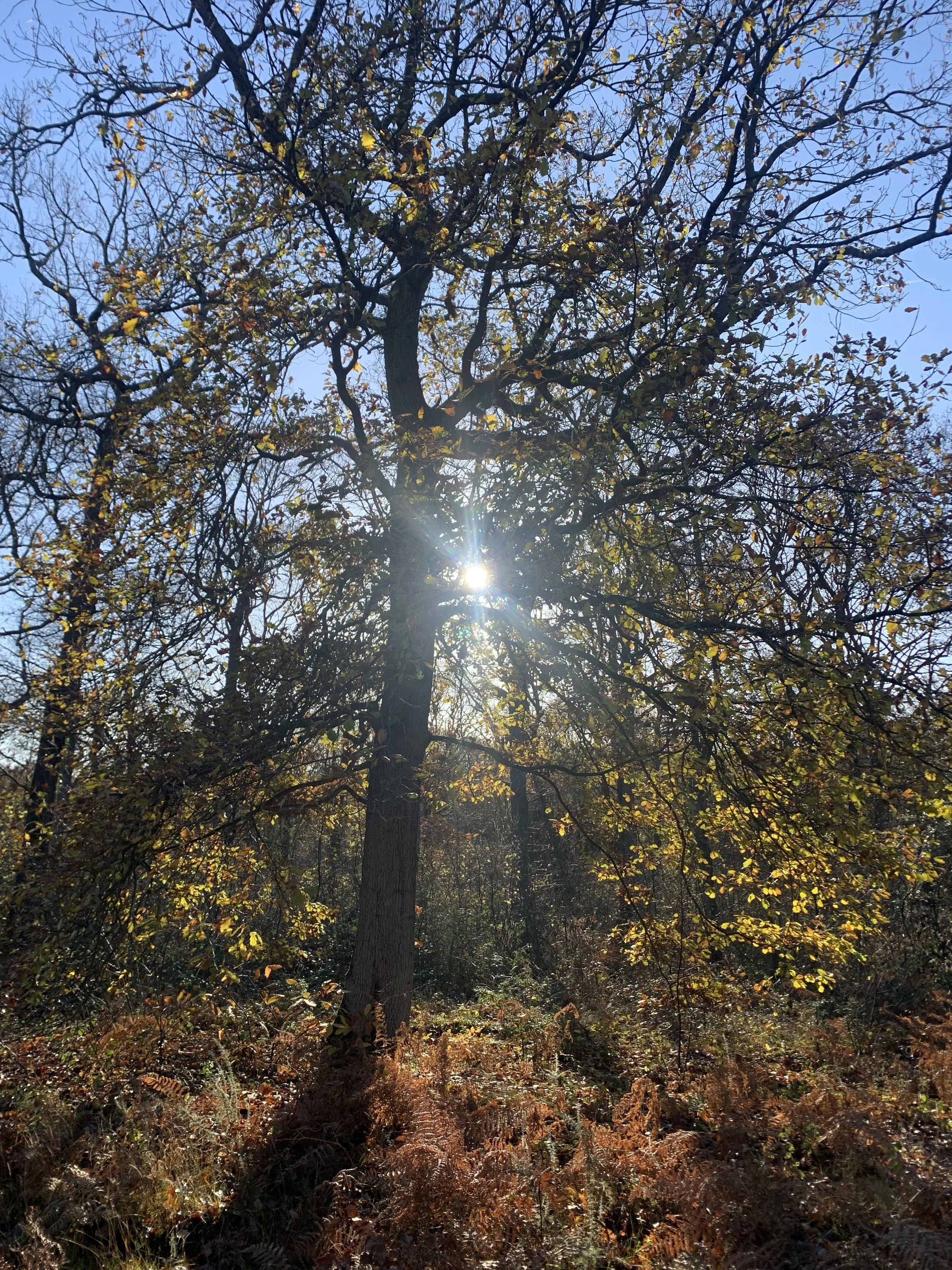 Tall tree with sparse leaves in a forest, with sunlight shining through the branches on a clear day.