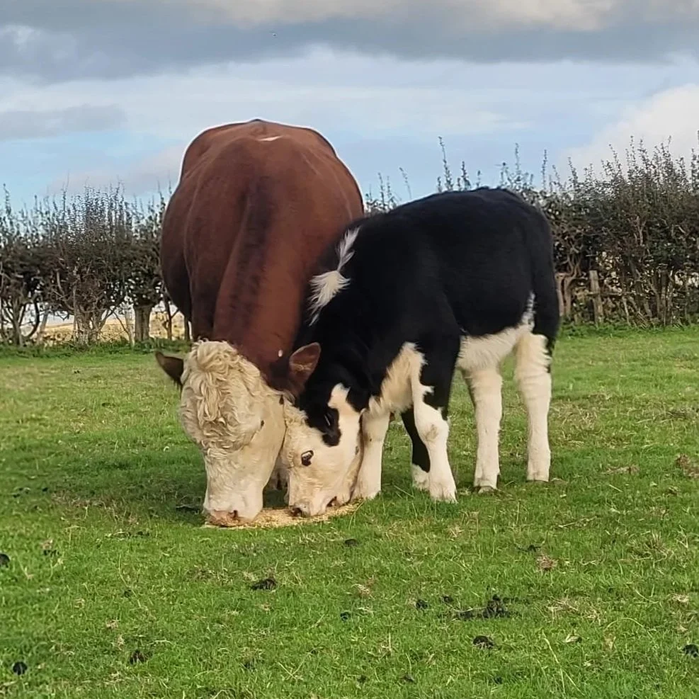 Two cows grazing in a field at South Farm Rodmell near Lewes, East Sussex