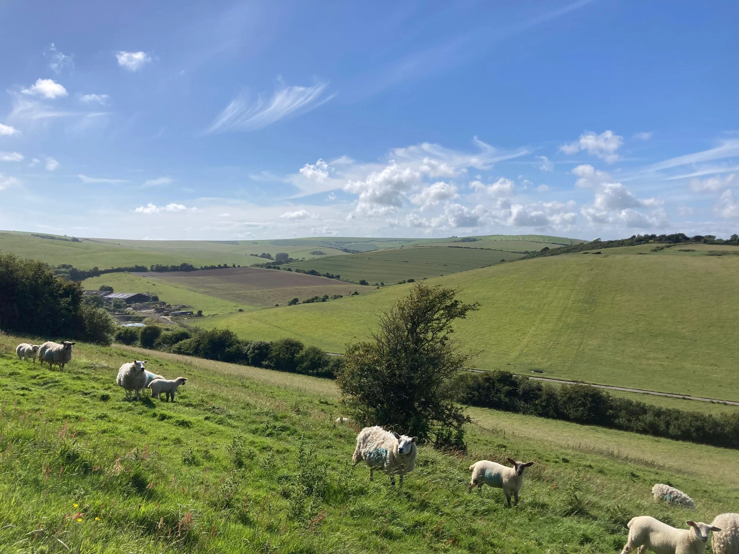 Sheep and lambs on the hill