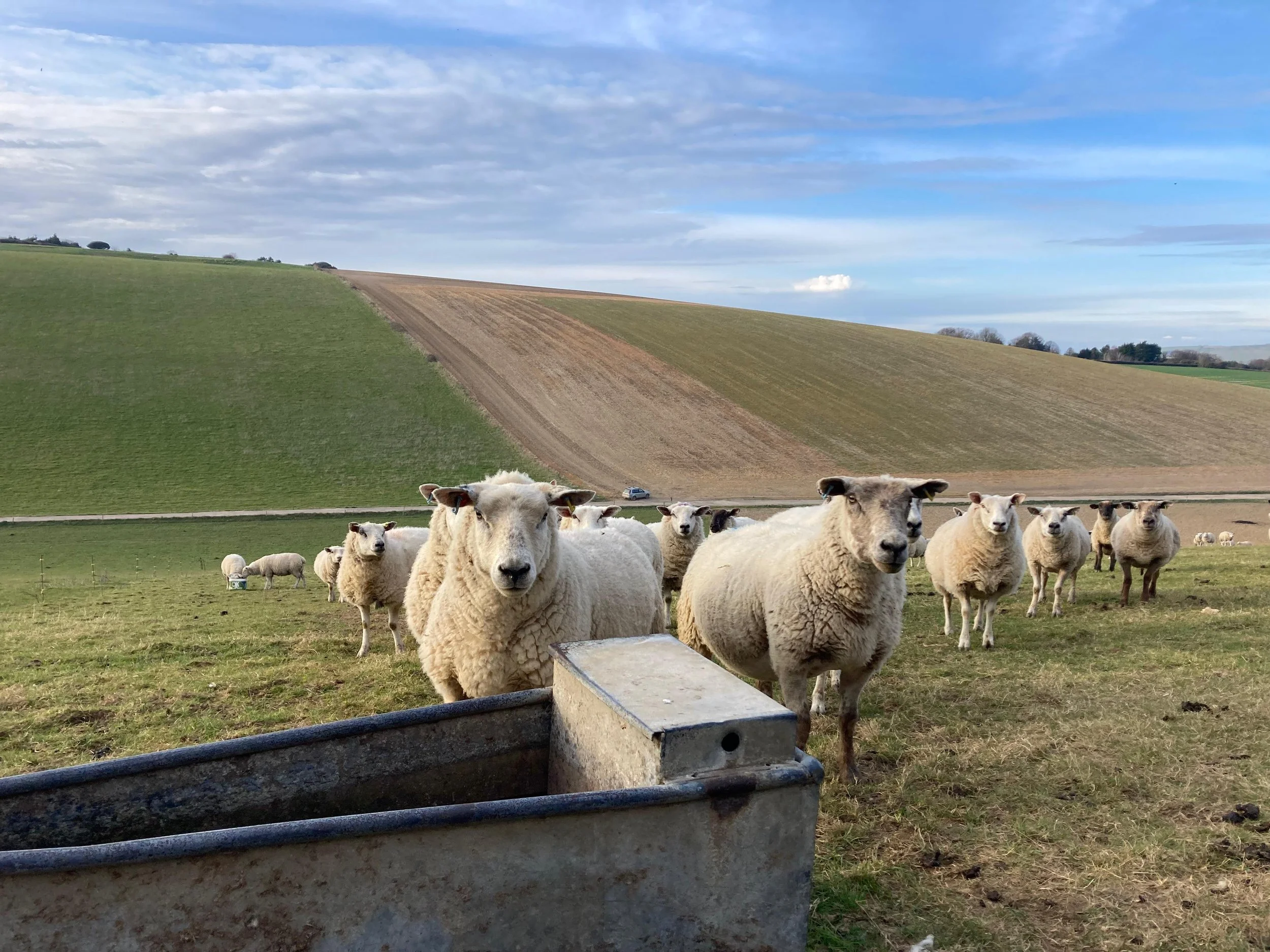 Sheep grazing in a field at South Farm Rodmell near Lewes, East Sussex