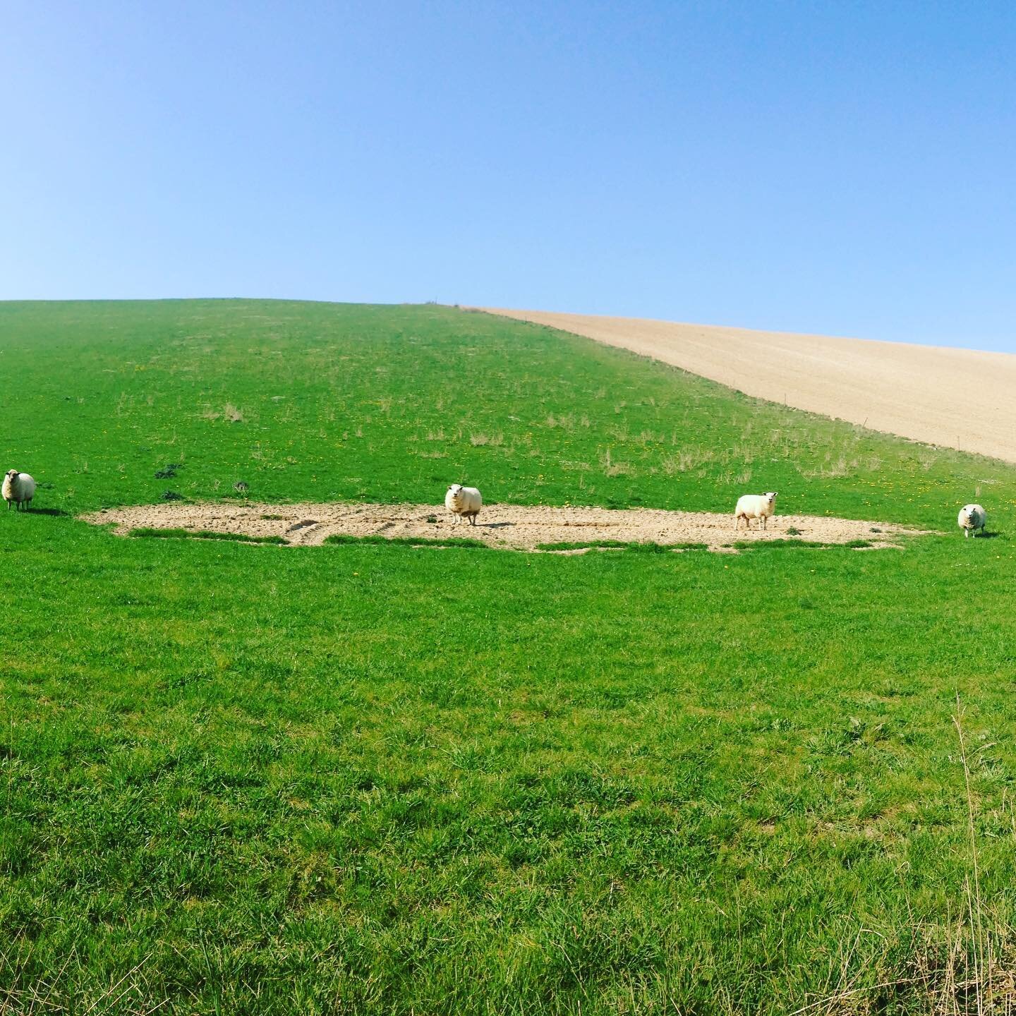 Even the sheep are social distancing
#farm #sheep #socialdistinceing #spring #2metresapart