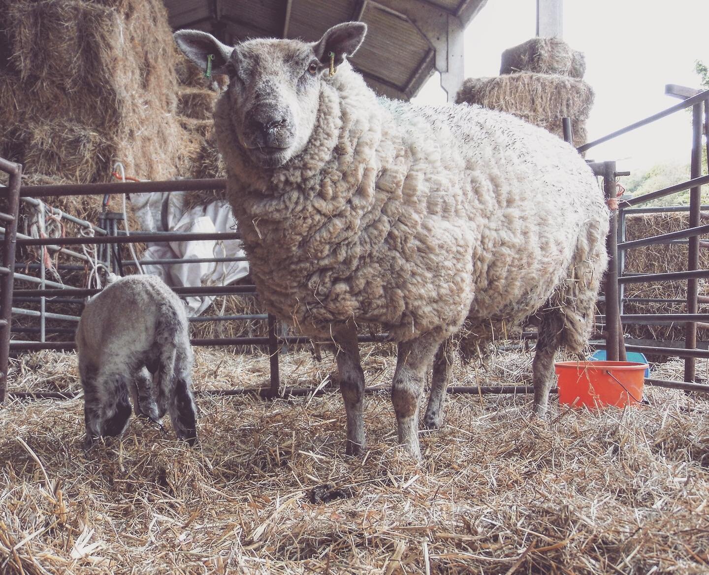 What are ewe looking at 👀🐑 &bull;
&bull;
&bull;
&bull;
&bull;
&bull;
&bull;
&bull;
&bull;
#ewe #sheep #lamb #newborn #farm #southdowns #southdownsway #eastsussex #straw #barn #springiscoming #britishfarming