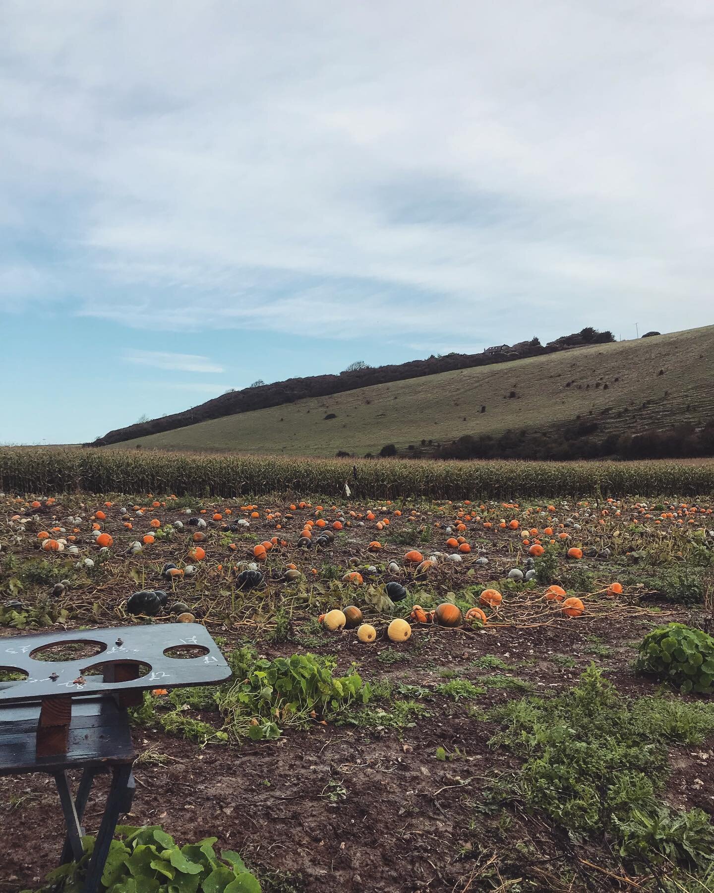 🎃🎃🎃🎃1 more day until Halloween! Lots of pumpkins still to pick from. We are open 10am-4pm today and tomorrow 🎃🎃🎃🎃 #pumpkinpatch #pumpkins #halloween #field #farm #southdowns #southdownsway