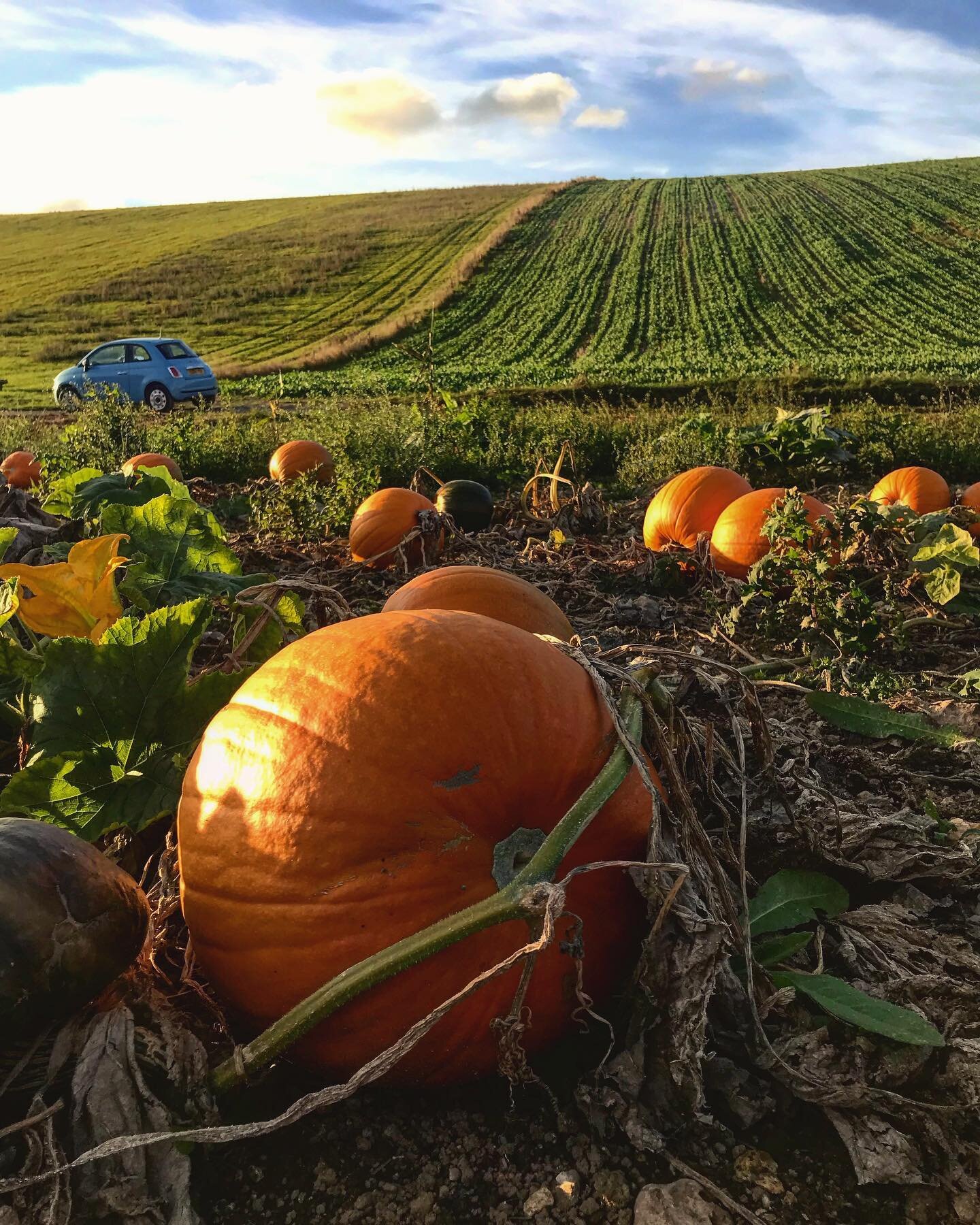 🎃🎃🎃🎃It&rsquo;s that time of year again. Pumpkin picking starts from the 19th of October at South Farm in Rodmell. 🎃🎃🎃🎃#pumpkinpatch #pumpkins #squashes #farm #rural #southdownsway #southdowns #rodmell #countryside #pickyourownfarm #pickyourow