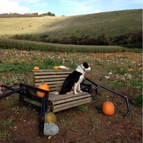 Dog+on+bench+pumpkin+field.jpg
