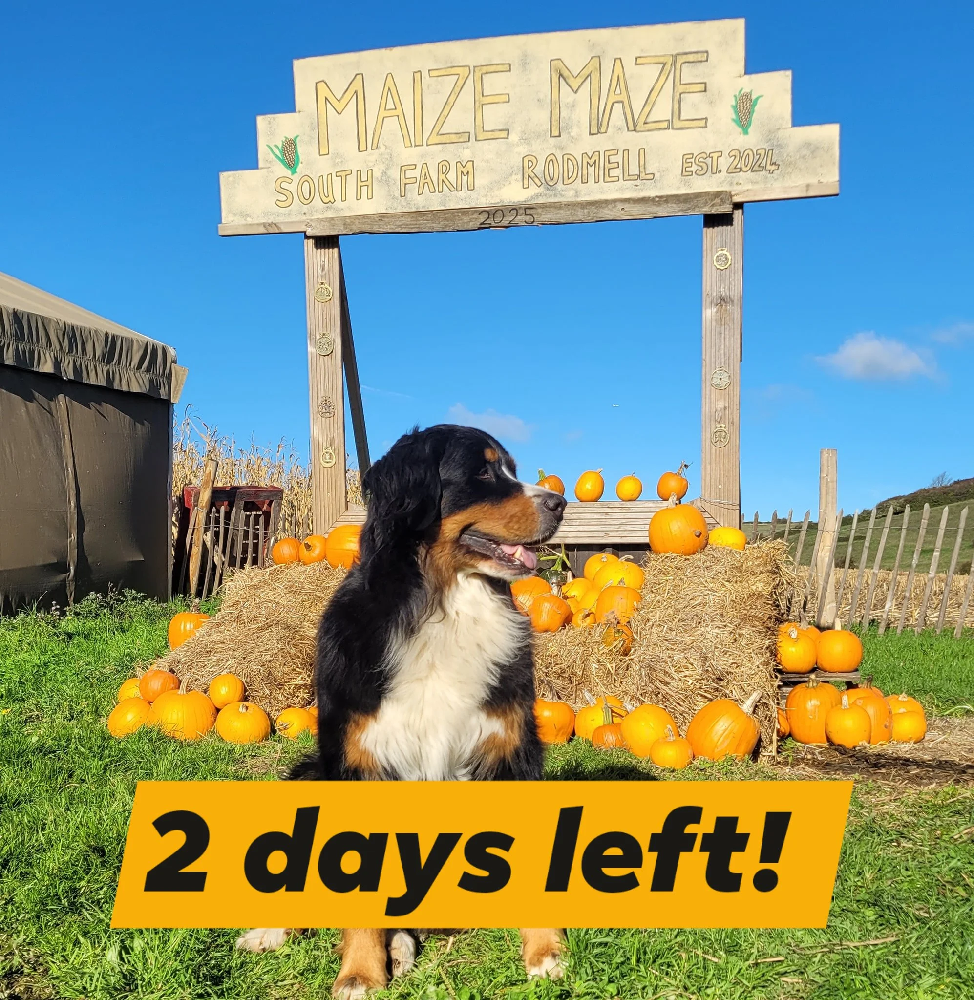 ❗️Only 2️⃣ days left to pick your own pumpkin 🎃

Plenty of pumpkins left so come on down to the patch to find your perfect match! 

📍 South Farm, Rodmell, BN7 3FE or w3w factually.fallen.tourist 
⏰️ 10am to 4pm until the end of October 
🌽 Maize ma