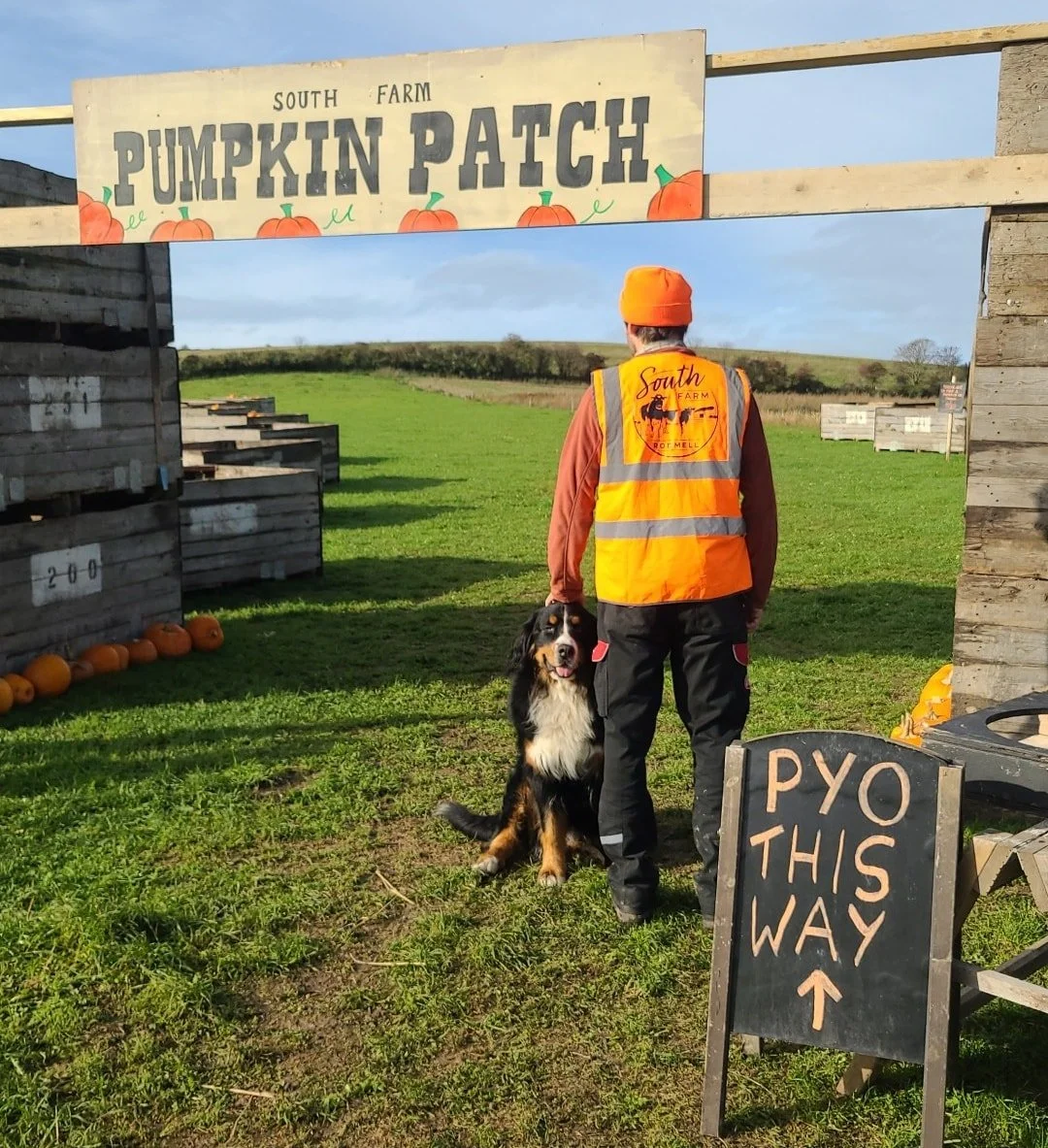 🎃 Another day of glorious autumn sunshine ☀️

Come on down to the patch. 
📍 South Farm, Rodmell, BN7 3FE or w3w factually.fallen.tourist 
🗓 Open until 31st October 
⏰️ 10am to 4pm every day 
🐕 Bring your dogs too!
👢 Sensible footwear (wellies or