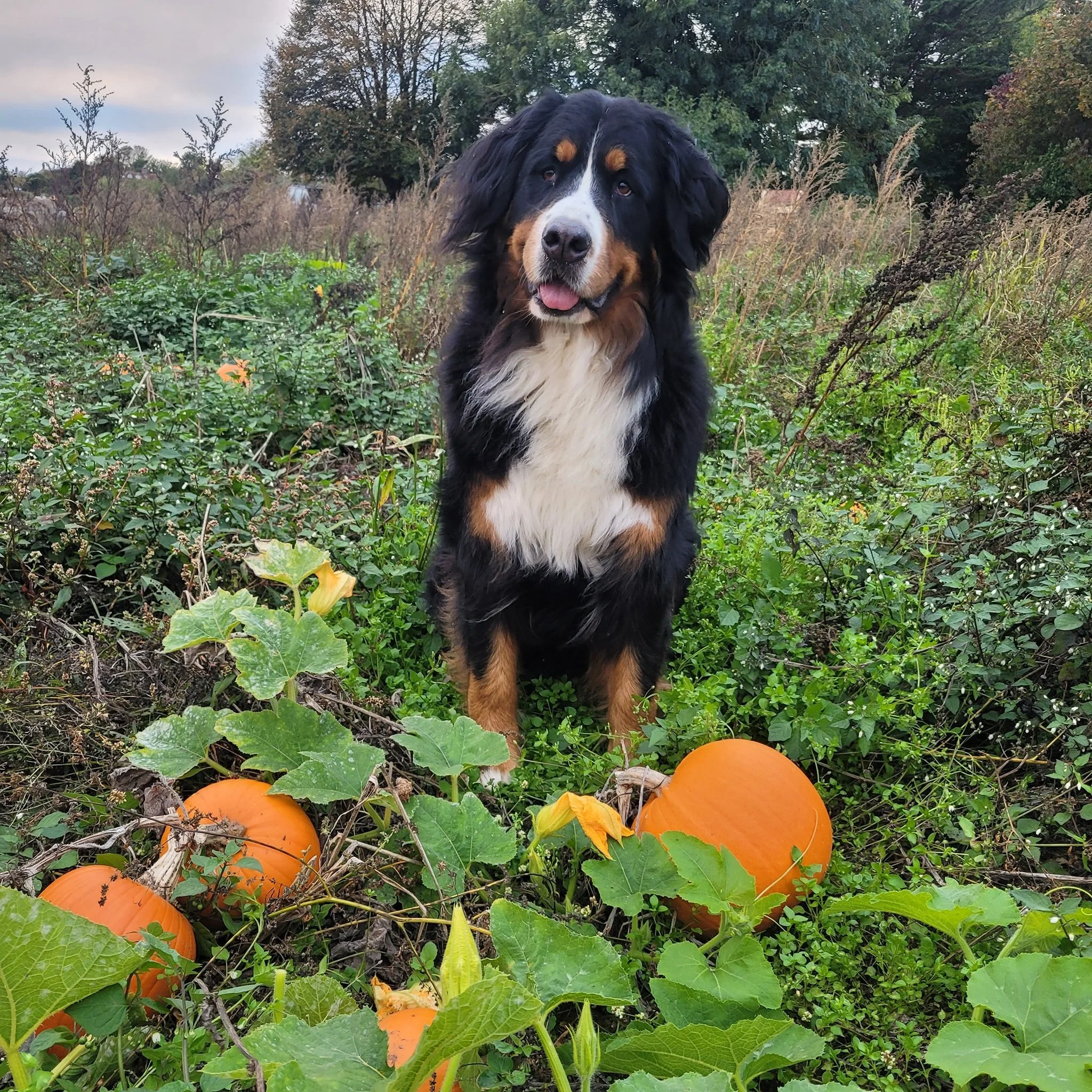 🎃 Pumpkin Patch Now Open! 🎃

⏰️ 10 - 4 every day
🗓 18th to 31st October 
📍 South Farm, Rodmell, BN7 3FE or w3w factually.fallen.tourist 
💰 No entry fee to the Pumpkin patch! 
🐕 Bring your dogs too! (On a non-extendable lead and with poo bags pl