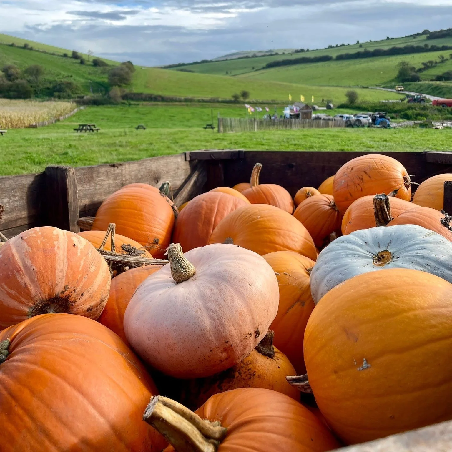 🎃 Pumpkin Patch Season is HERE! 🎃

🍂 We&rsquo;re thrilled to announce the return of our Pick Your Own Pumpkin Patch!🧡
🗓️ From 18th October
🕙 Open every day &ndash; 10AM to 4PM
📍South Farm, Rodmell, BN7 3FE or w3w ///factually.fallen.tourist

G
