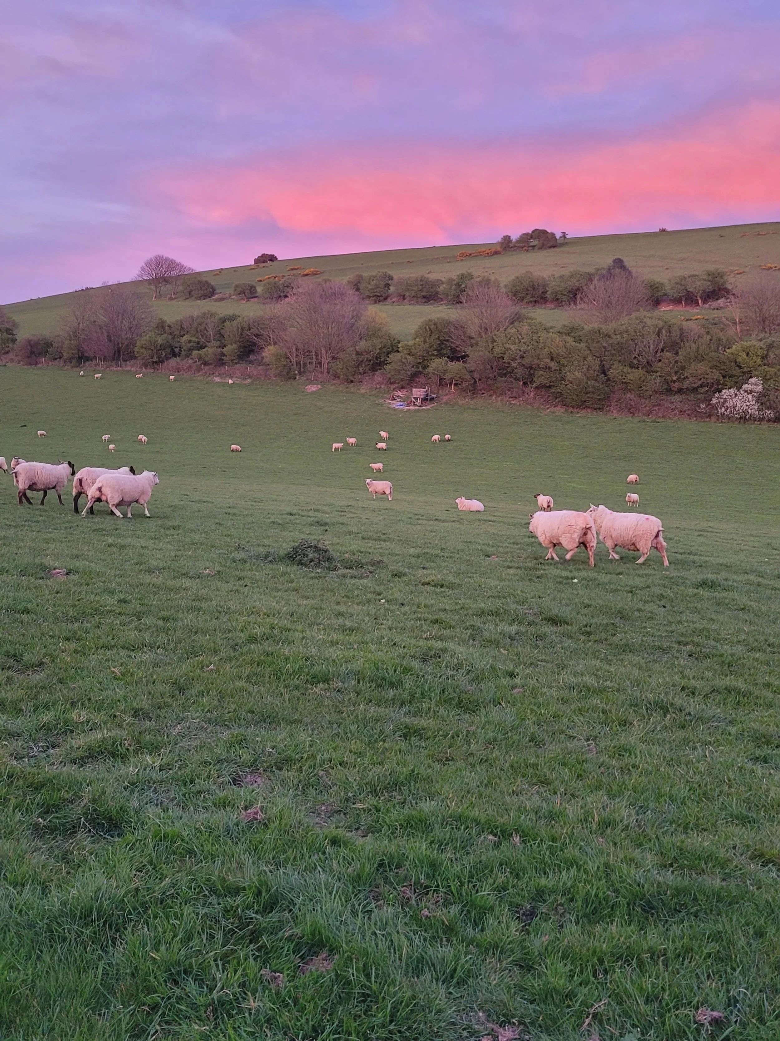 Did you know? South Farm covers over 1000 acres in the heart of the South Downs. 

Every summer, a bit of that becomes something a bit special... 🌽

Head to our website to find out more! (Link in bio)

#visitsussex #thesouthdowns #familiesinsussex #