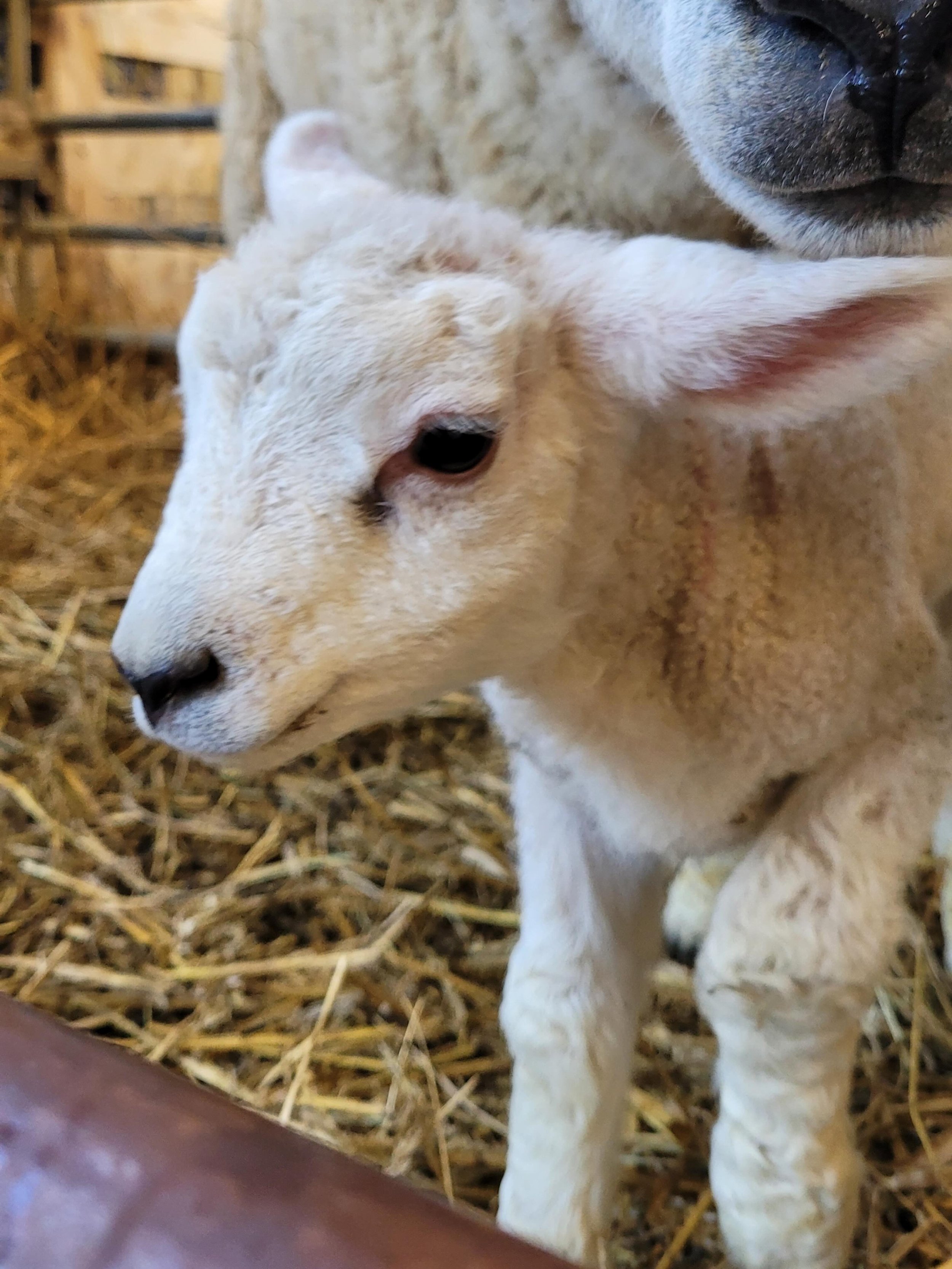Spring on the farm. 🐑

Lambing season has kept us busy, but we wouldn&rsquo;t have it any other way.

Come and meet our lambs on the 14th June at our Open Day!

Tickets are free, advance booking required - link in bio 😊

#southfarm #southdowns #far