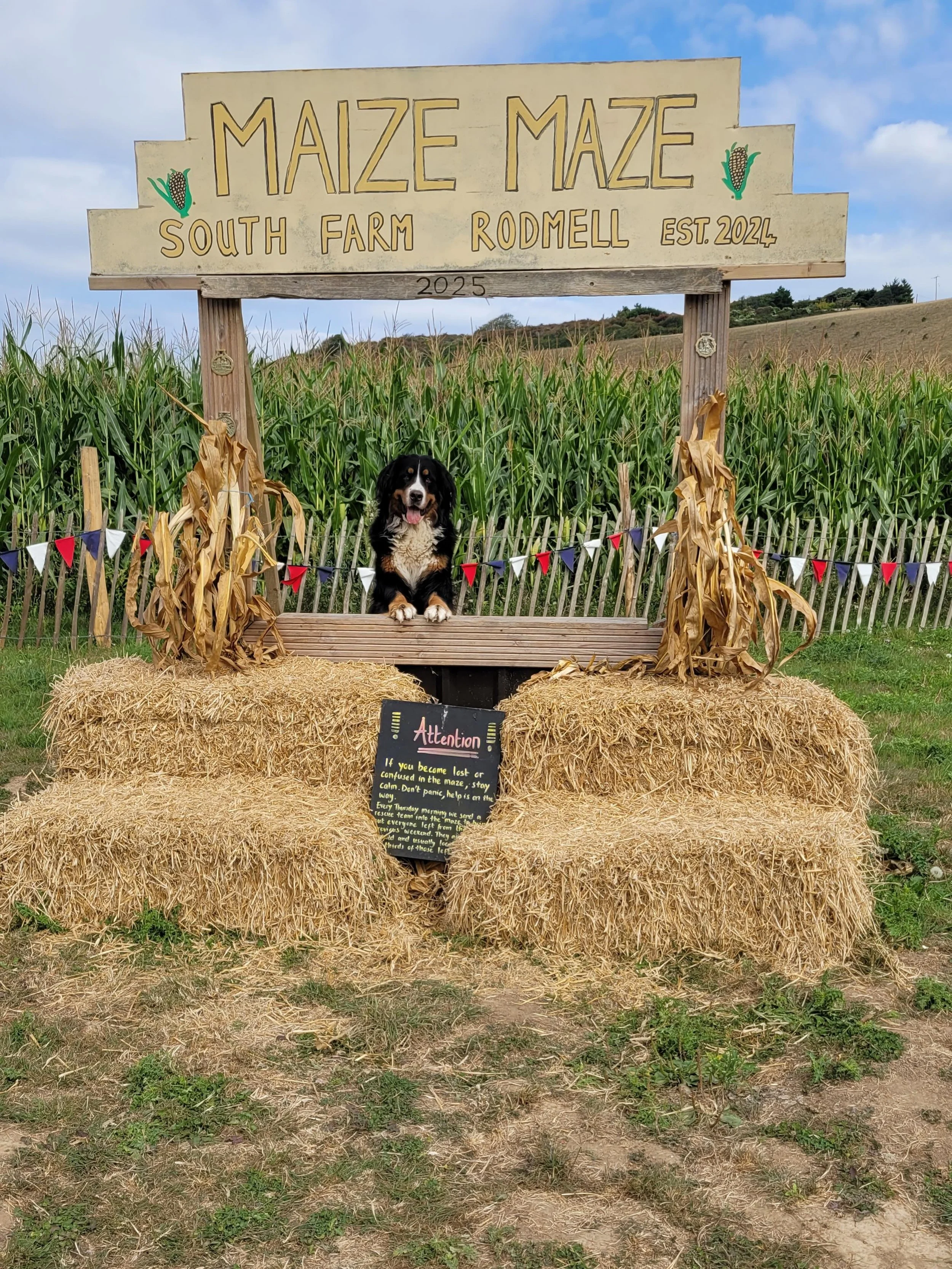Meet Brecon - unofficial mascot of South Farm Maize Maze and very much in charge of the entrance 🐾🌽

The maze is back this summer. 

Dates and tickets coming very soon - sign up via the link in bio to be the first to know.

#visitsussex #farmdogs #