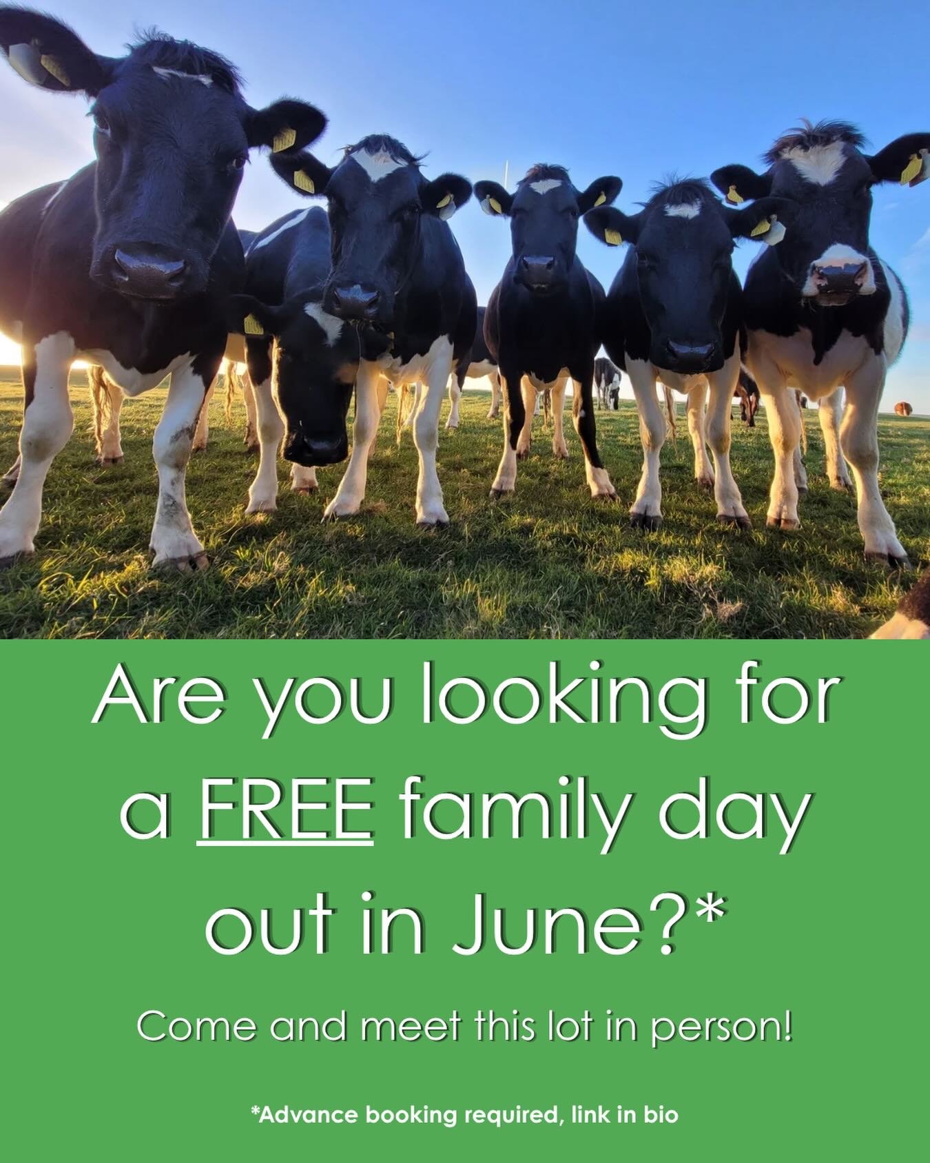 We heard you were looking for a free day out this June 👀🐄

Come and meet these lot in person. 

Open Farm Sunday at South Farm - Sunday 14th June, 2pm&ndash;5pm. 

Free entry, free parking, and yes, they&rsquo;re always this nosy.

Book your free t