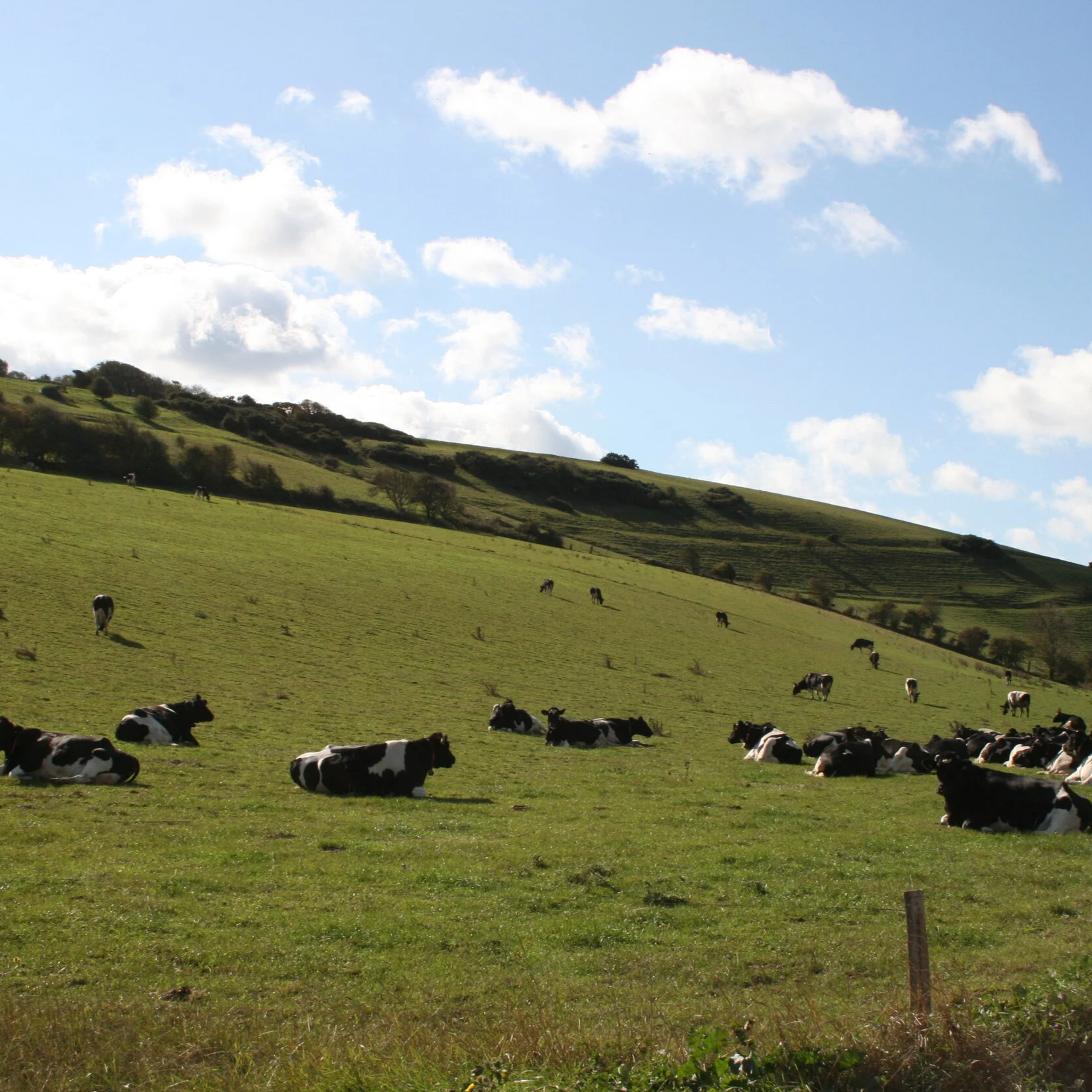 The Rodmell Herd out on the hill