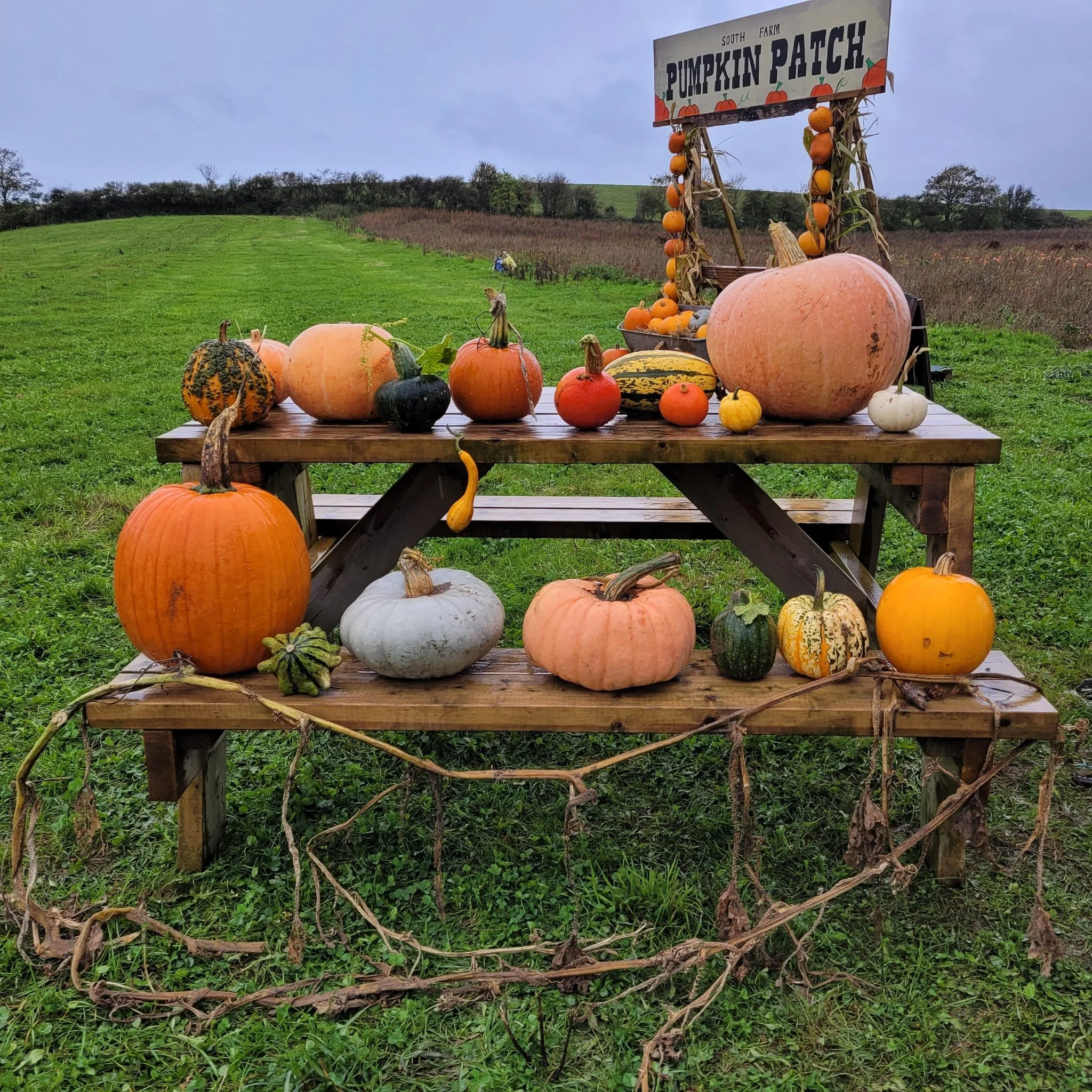 Varieties of pumpkins and squashes displayed on a picnic table at South Farm Rodmell's pick your own pumpkin field, East Sussex