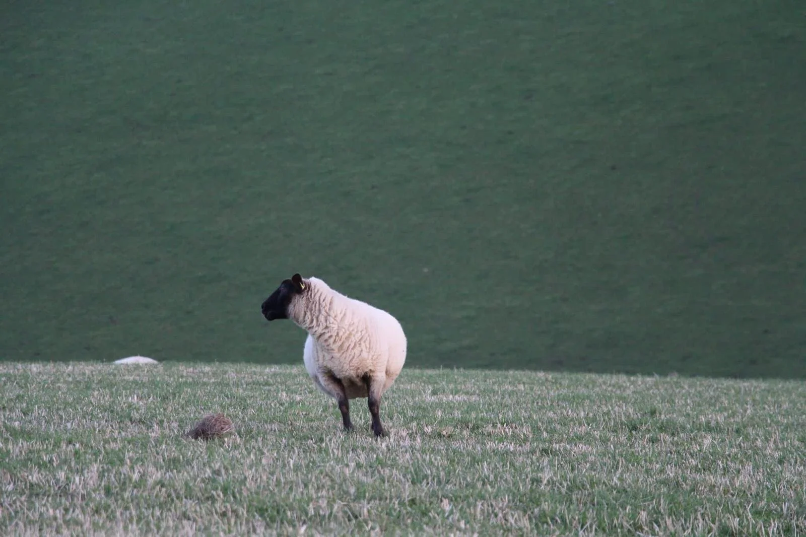 Where are ewe?