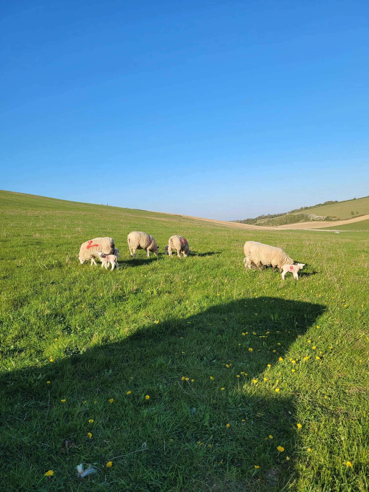 A few of our sheep and lambs