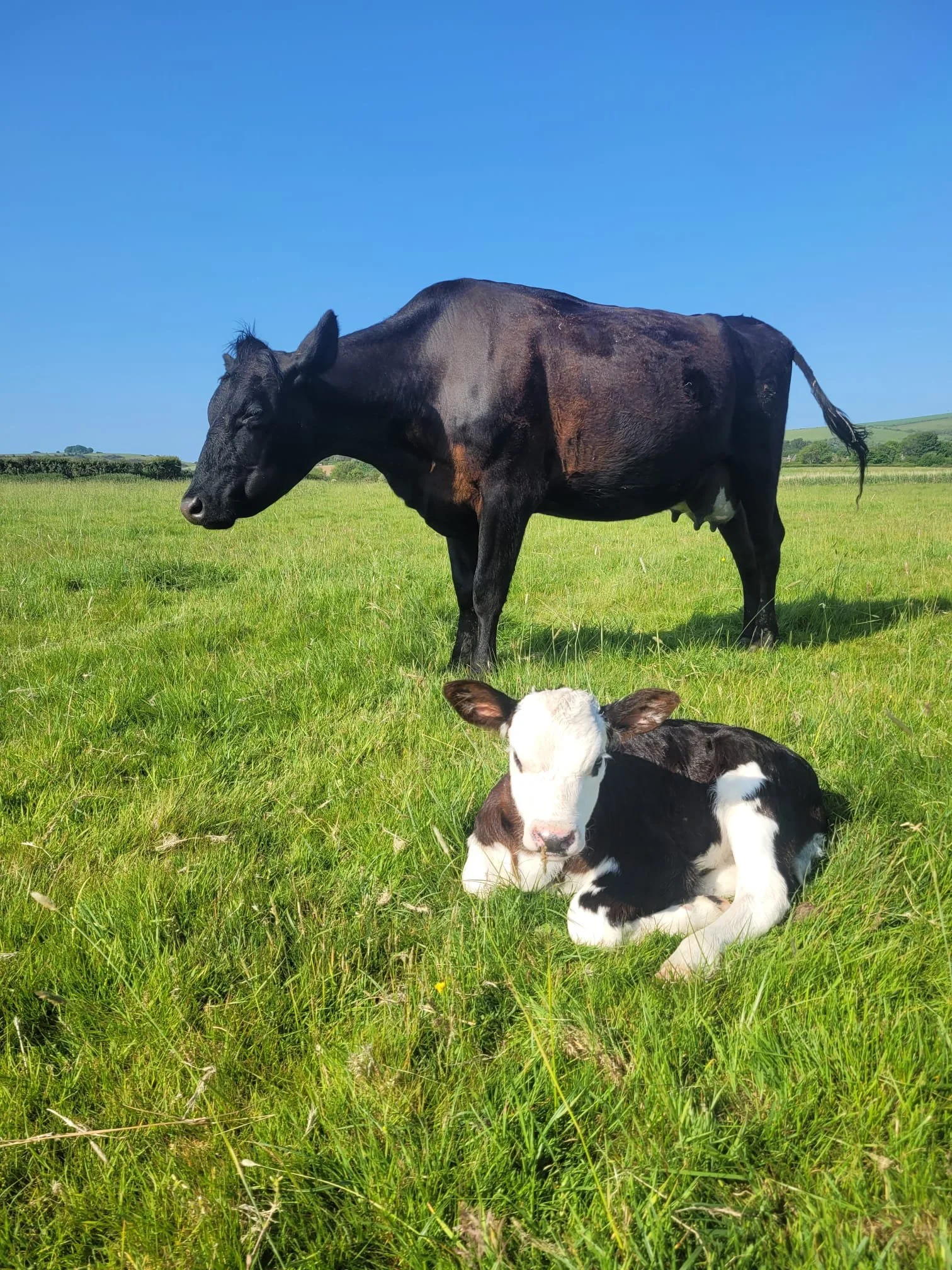 Cow and calf in a field at South Farm Rodmell near Lewes, East Sussex