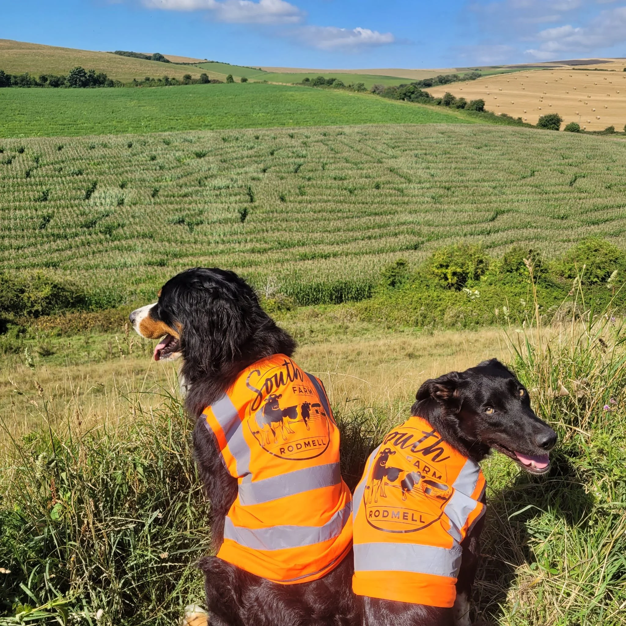Two Bernese Mountain Dogs sitting in a grassy field wearing orange safety vests with the words "South Farm" and "Rodmell" printed on them, with rolling hills and fields in the background under a partly cloudy sky.