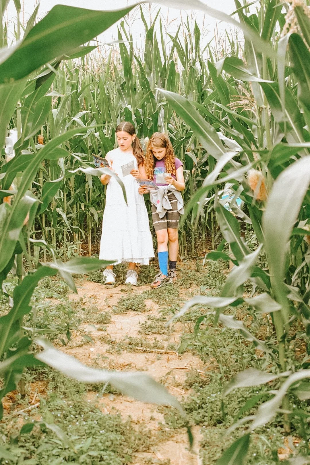 Two young girls reading pamphlets in a cornfield, surrounded by tall green corn plants.