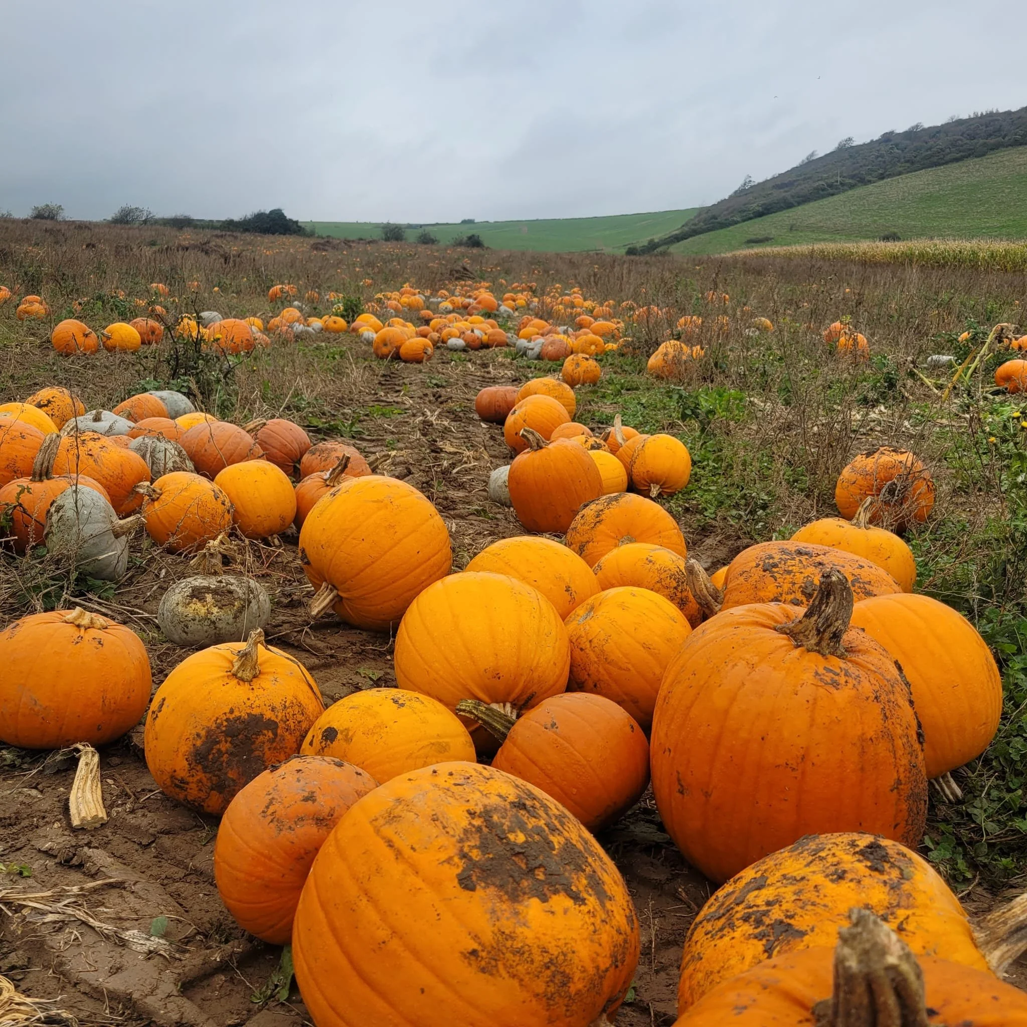 Pick your own pumpkin field at South Farm Rodmell near Lewes, East Sussex, with varieties of pumpkins and squashes ready to pick