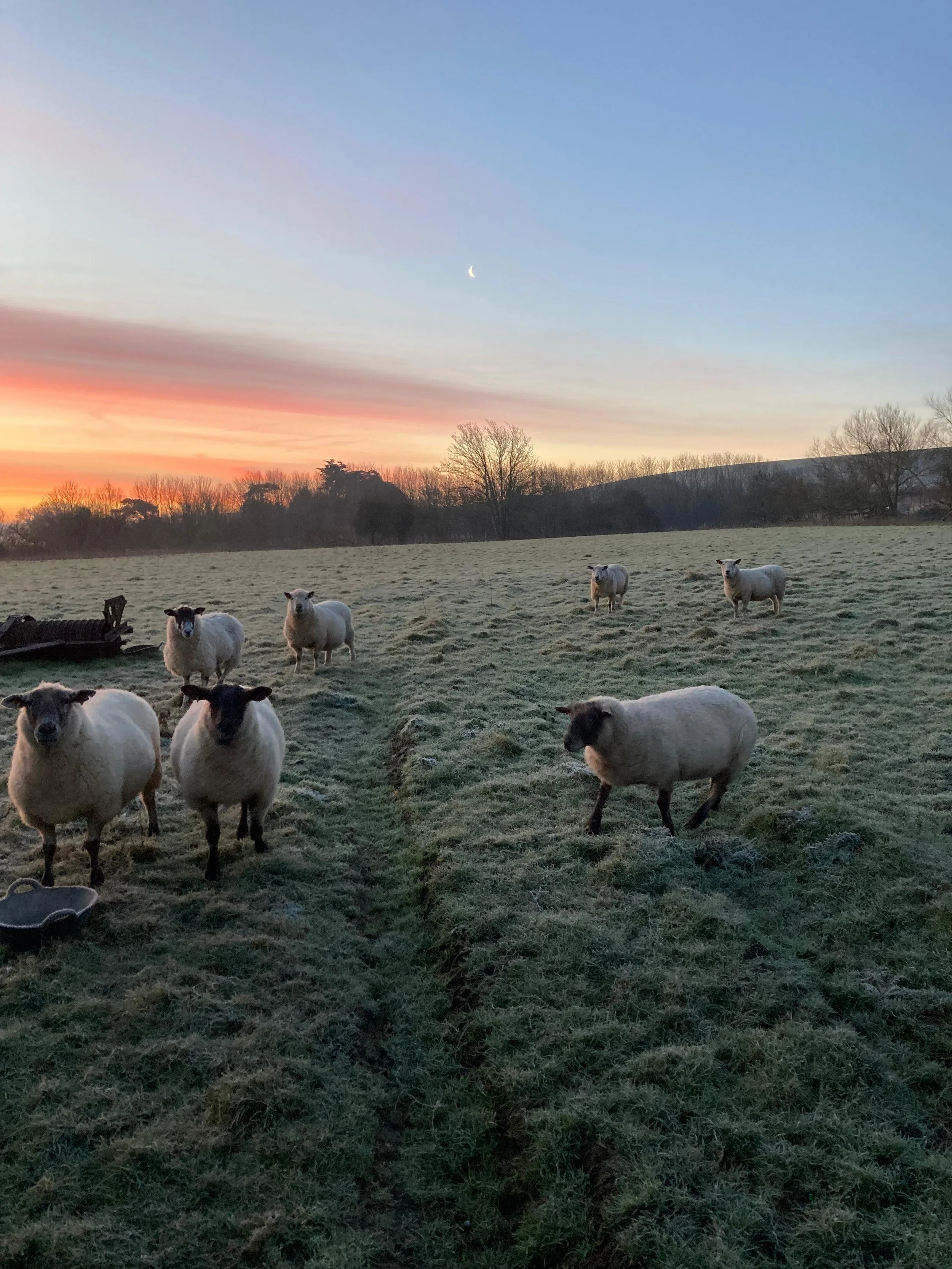 Aren't ewe cold too?