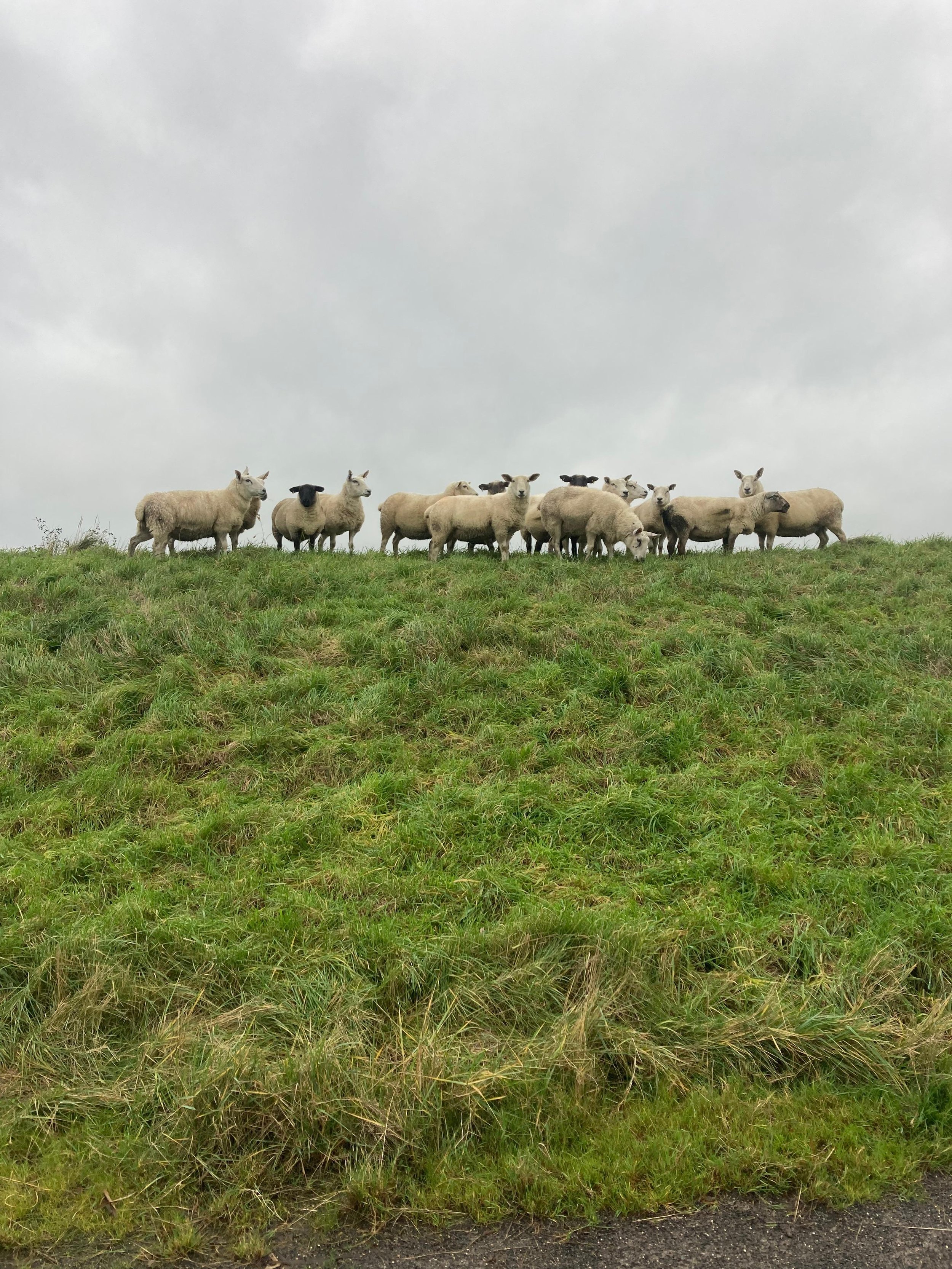Keeping an eye on ewe