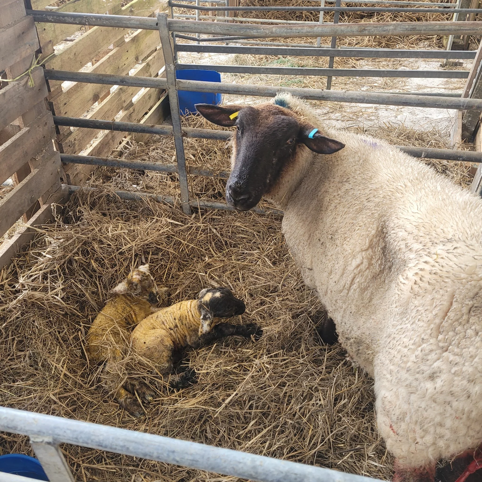 Sheep with two newborn lambs in hay at South Farm Rodmell near Lewes, East Sussex