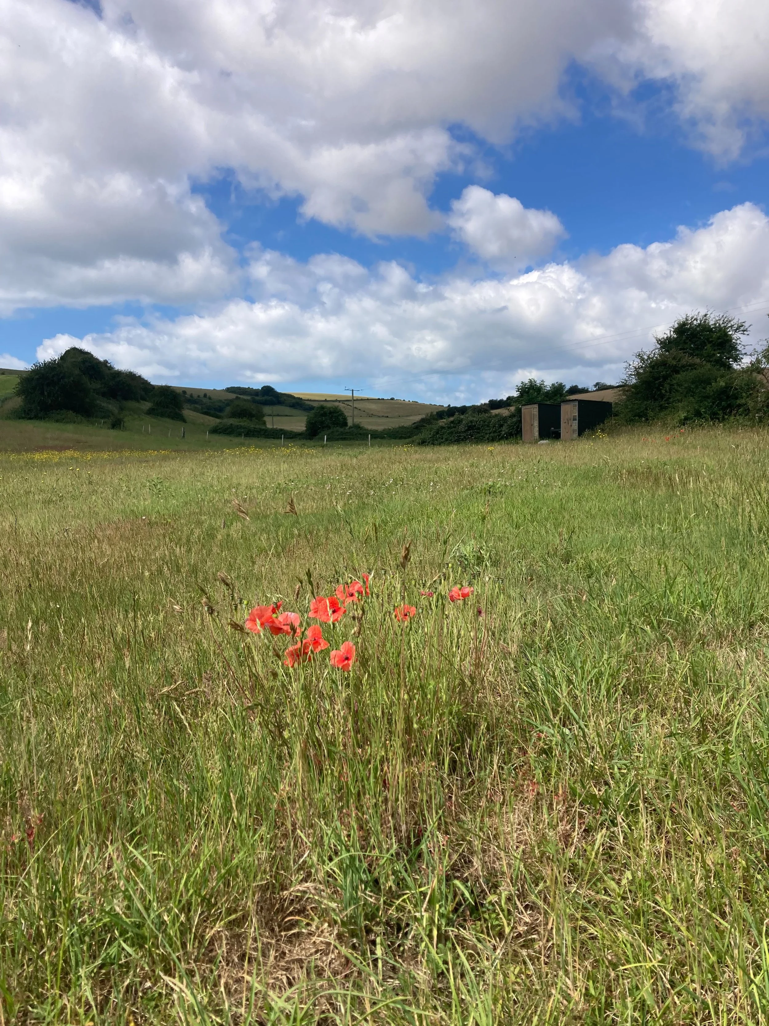 Poppies growing on the campsite