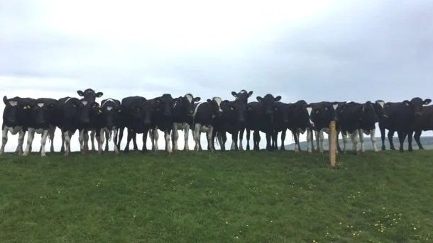 Youngstock keeping an eye