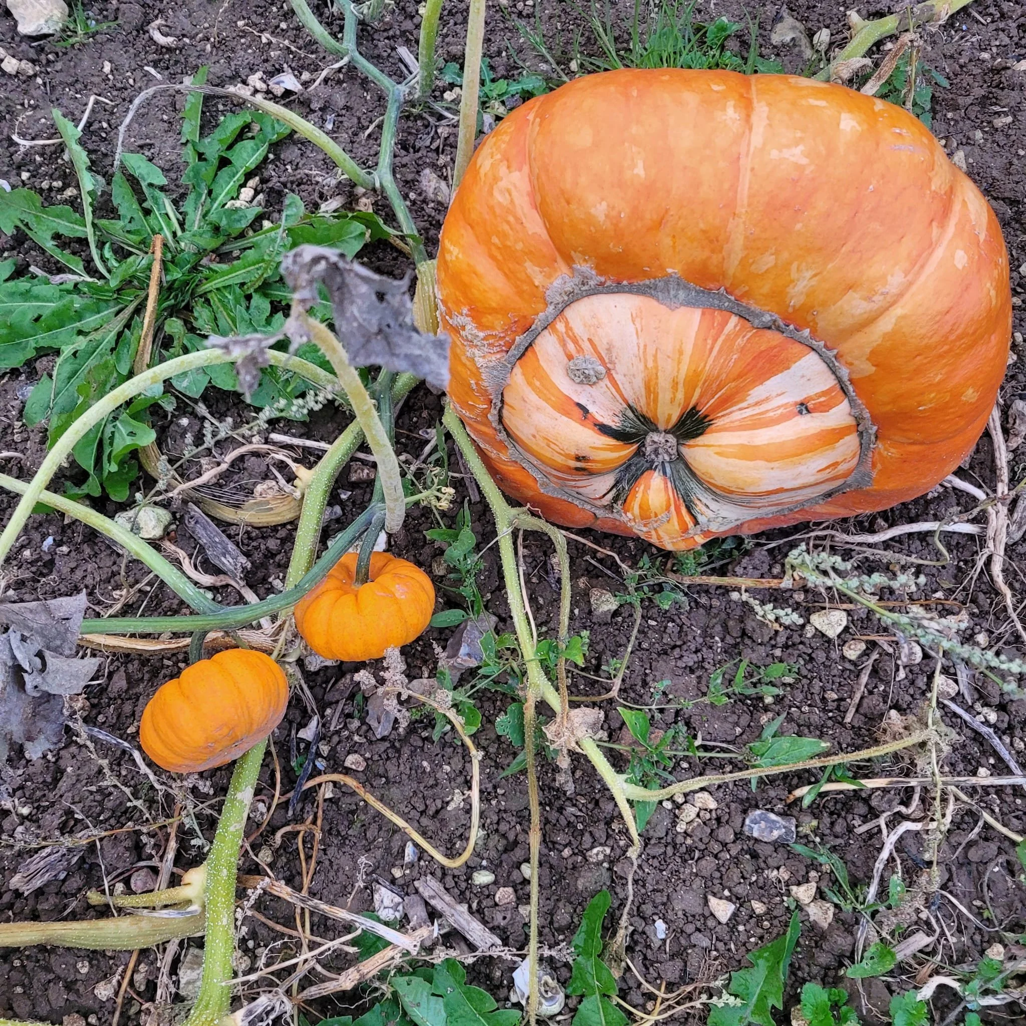 WhatsApp Image 2026-02-13 at 12.06.17 (3).jpeg