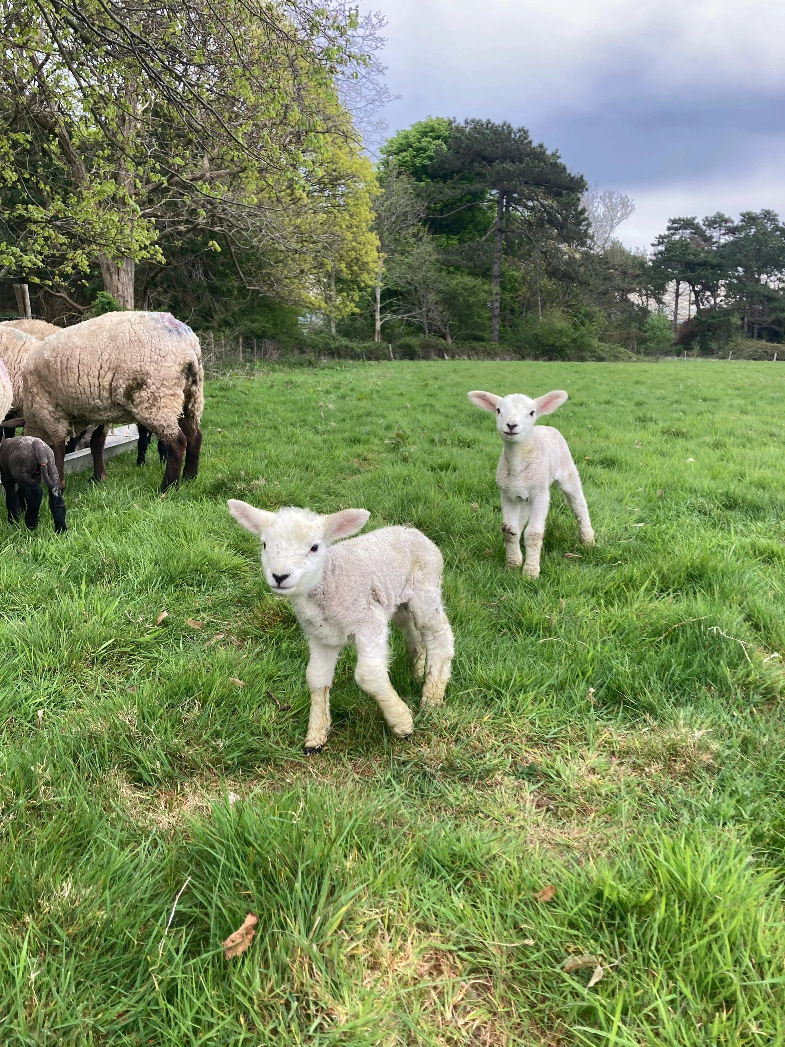 Two lambs in a field at South Farm Rodmell near Lewes, East Sussex