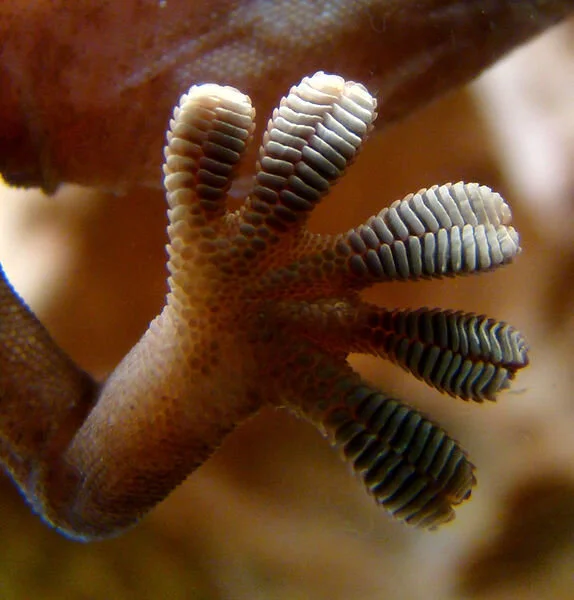 Thingamajings with Sticky-Outie Legs