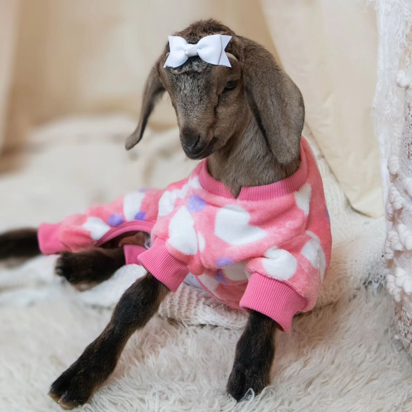 ❤️❤️You&rsquo;ve Goat Mail!
Send a 🐐-A-Gram this Valentine&rsquo;s Day to your loved one, co-worker or boss!

100% laughter and smiles guaranteed!
Two baby Valentine goats delivered to your home, work place, or anywhere, only $125.00!
Add additional