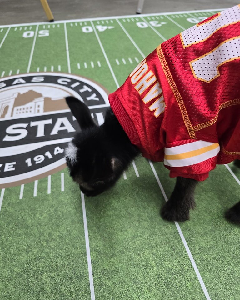 Patrick looks adorable in his Mahomes pet jersey from @tailwagginpetstop